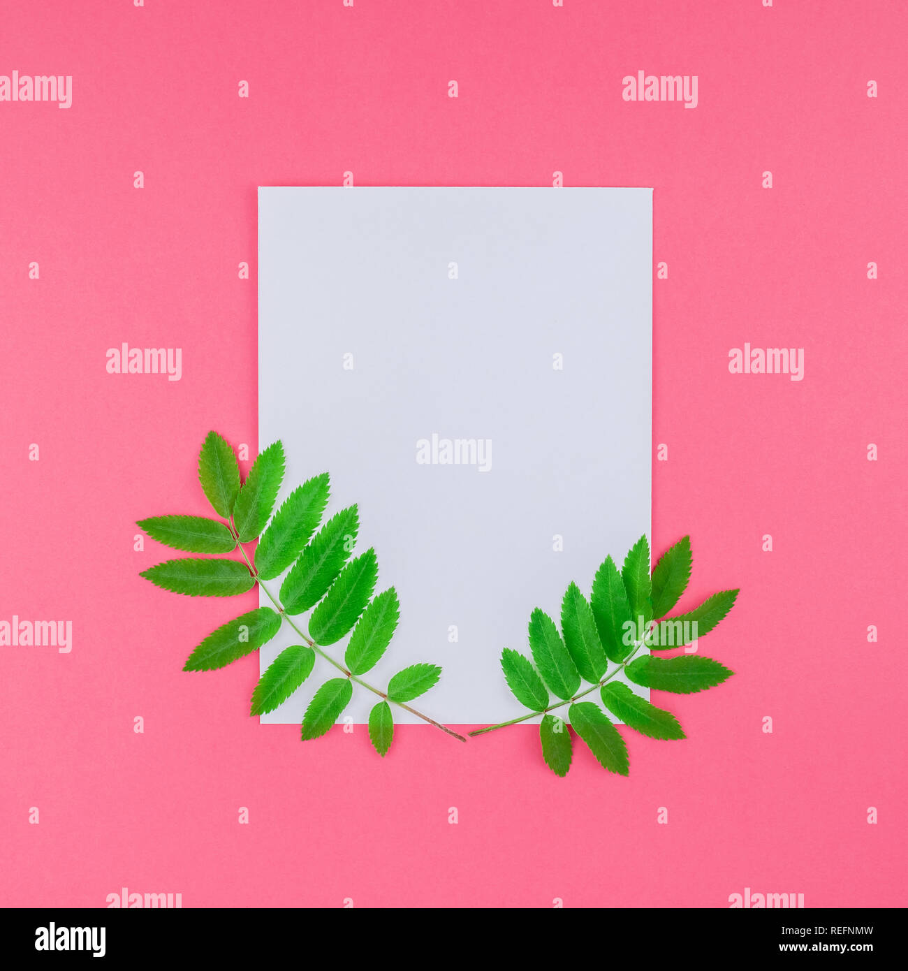 Creative flat lay top view white letter mock up with fresh green rowan ...