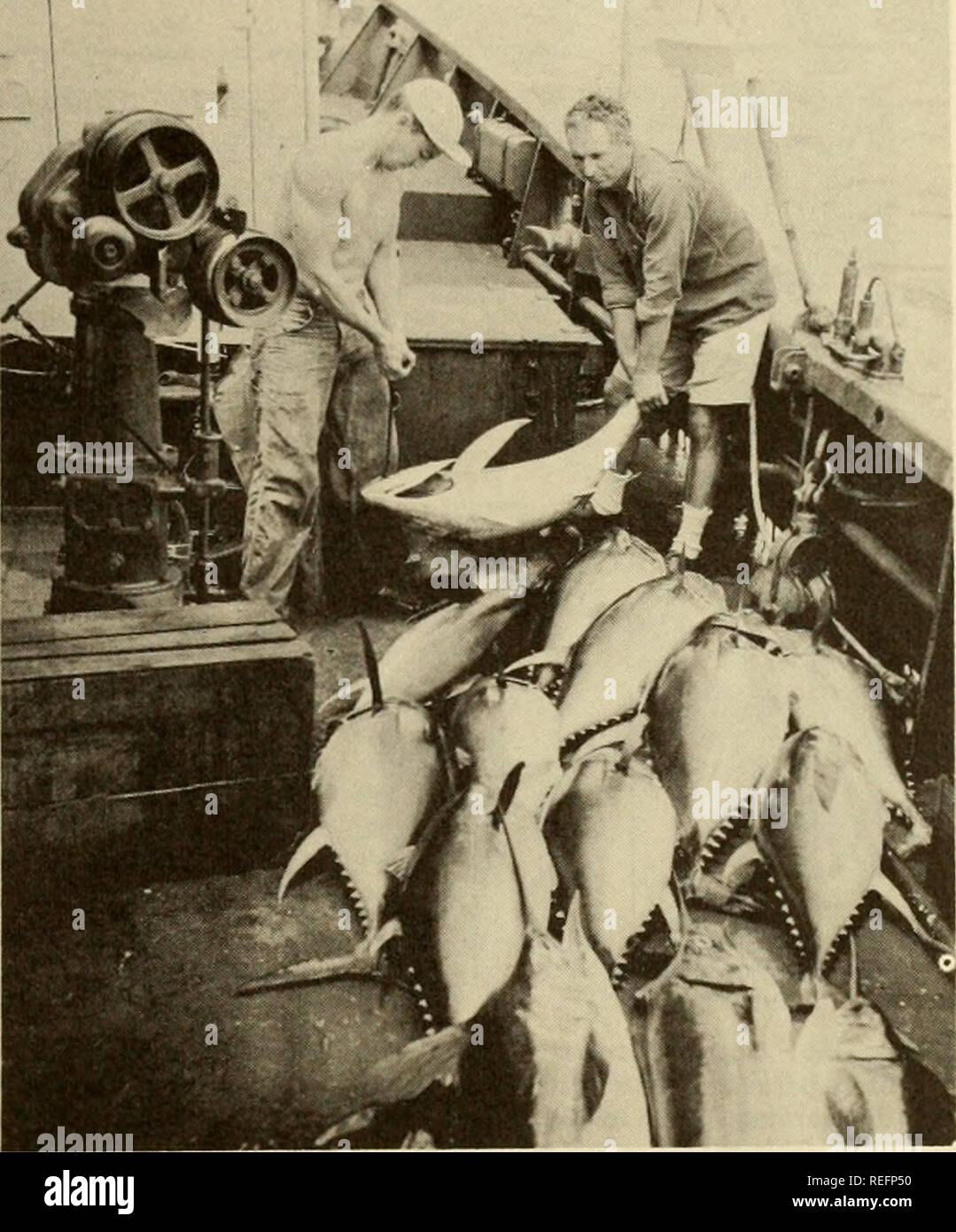 . Commercial fisheries review. Fisheries; Fish trade. October 1955 COMMERCIAL FISHERIES REVIEW used alternately, the catch on fish approximately doubled that on squid. This was surprising in view of the fact that a large majority of the yellowfin stomachs con- tained both squid and octopus. Many other species of fish were tried to some extent, including menhaden, pinfish, porgies, fly- ingfish, and all caught some yel- lowfin. Scrap from deep-water trawling was tried, including gempylids, bercoids, and hake, each catching some yellowfin in the limited trials. Yellowfin ranged from 9 to 190 pou Stock Photo
