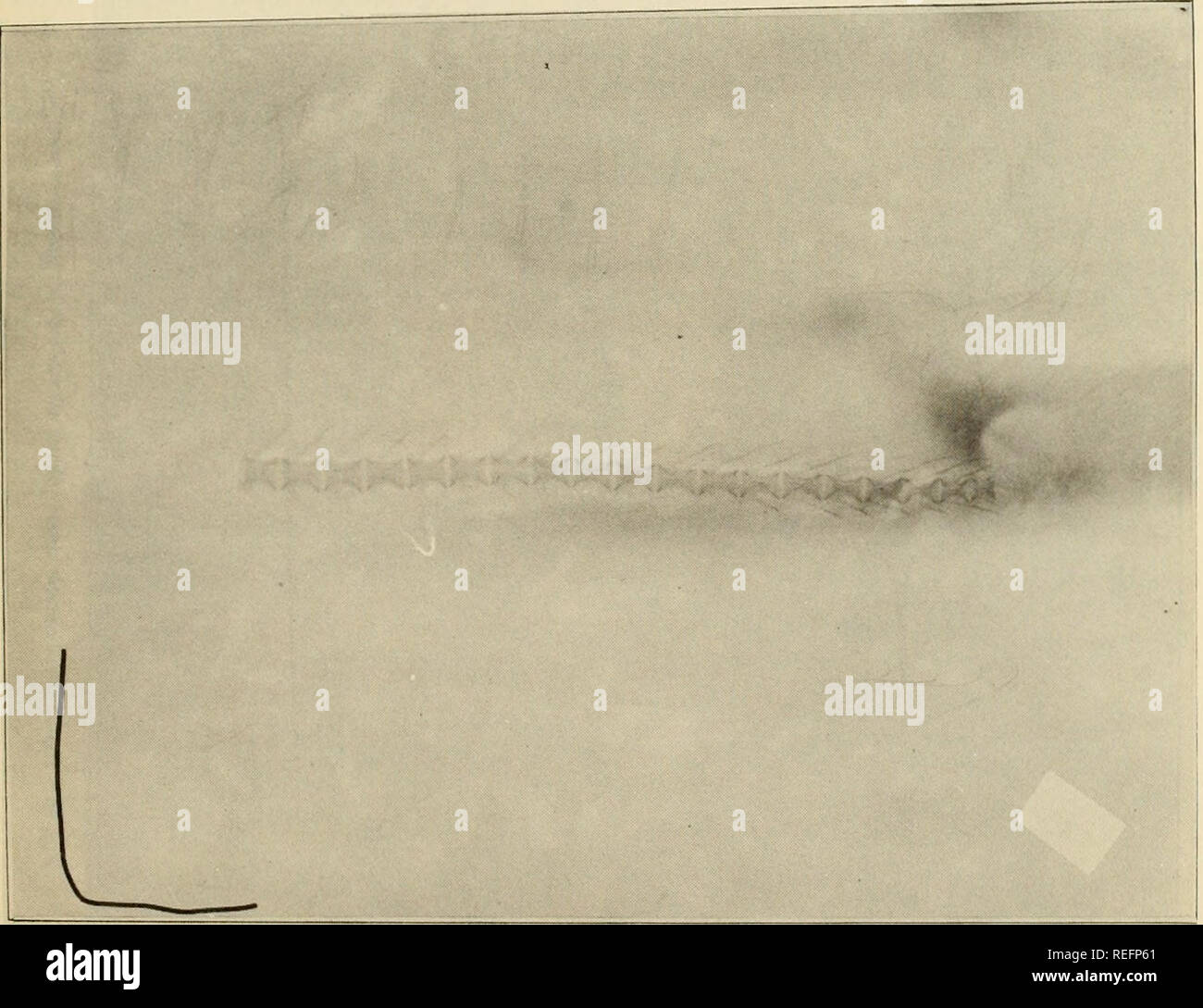 . Commercial fisheries review. Fisheries; Fish trade. November 1955