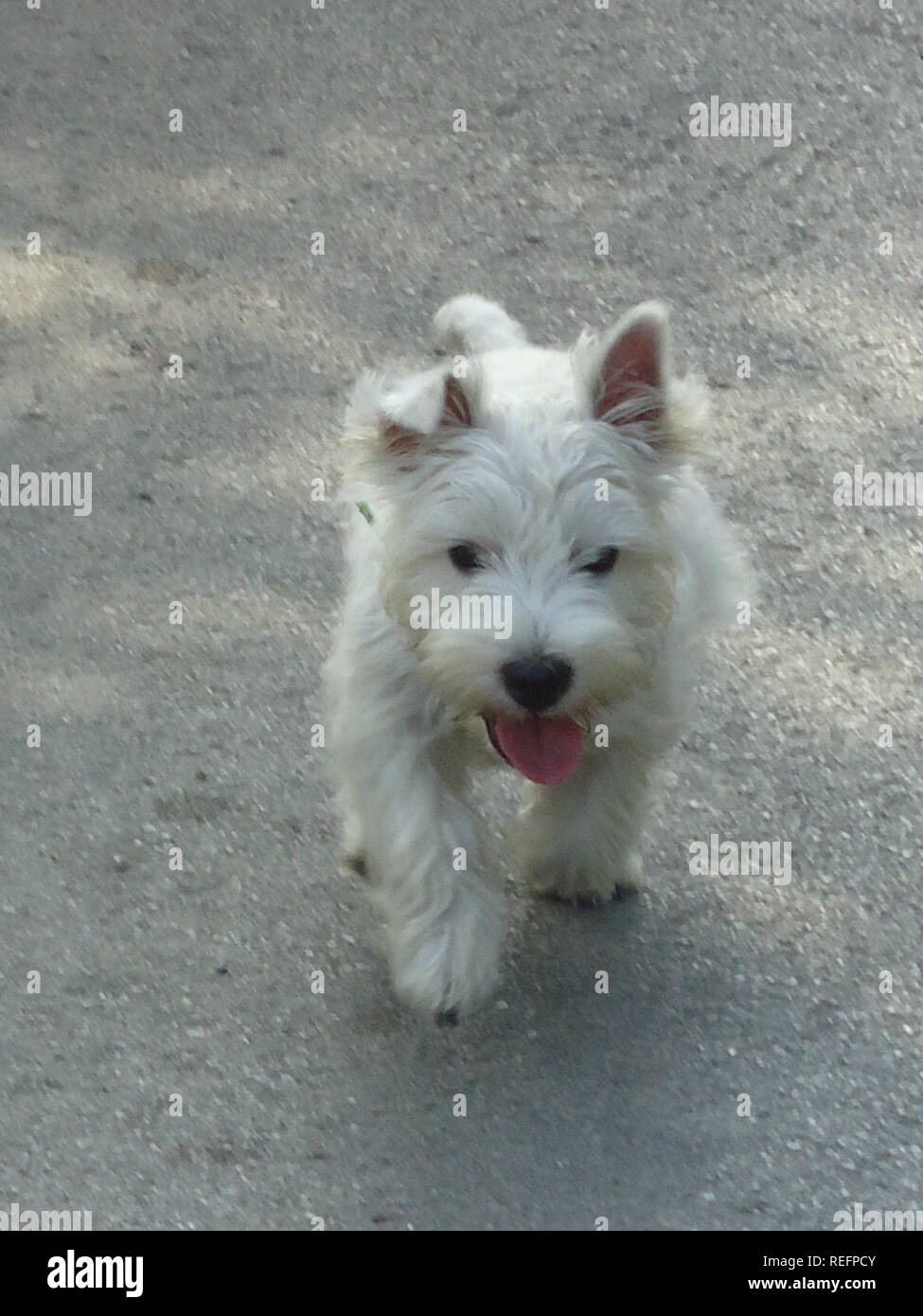 West highland white terrier puppy walking portrait Stock Photo