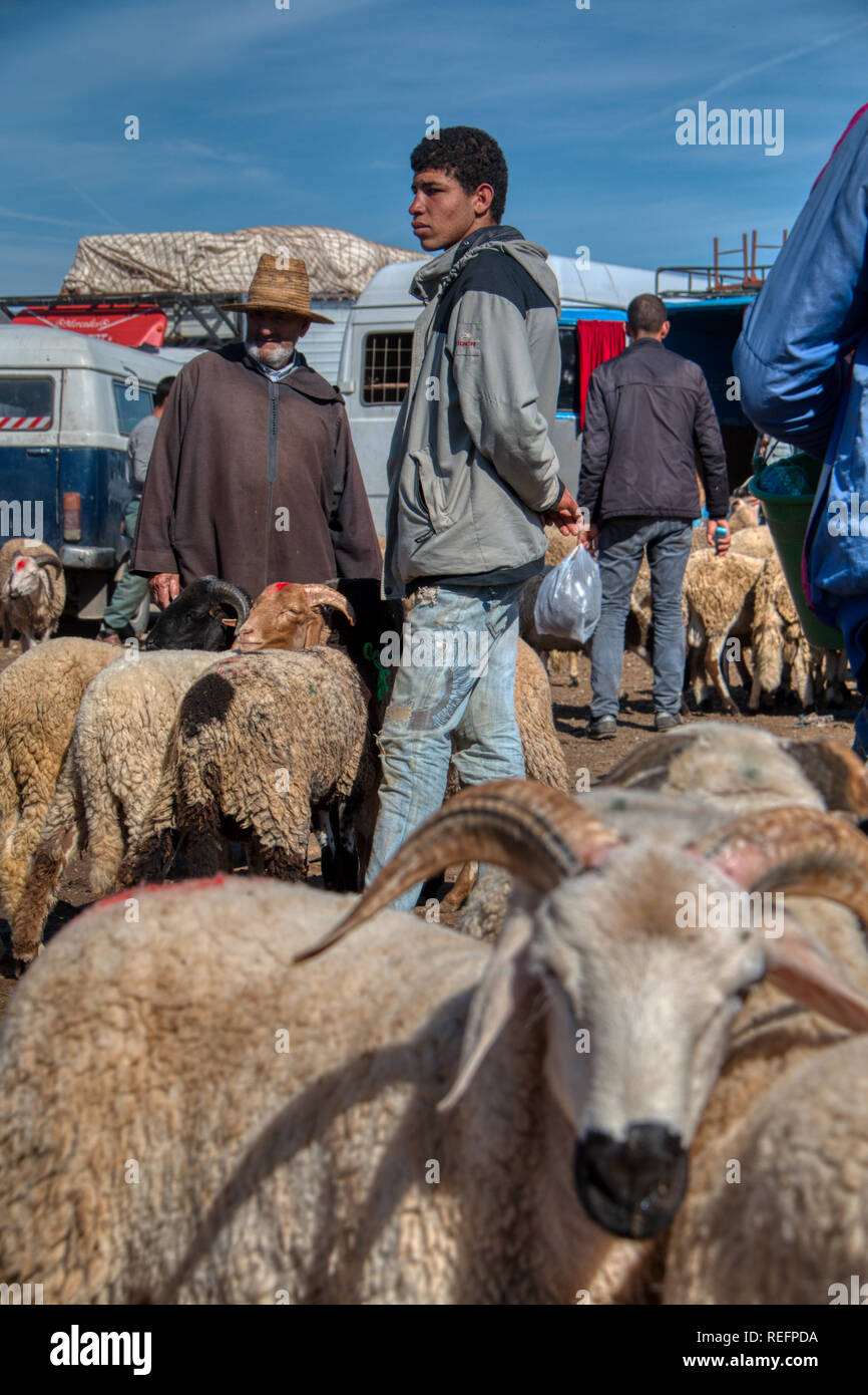 Oued Laou, Chefchaouen, Morocco - November 03, 2018: Sheep and rams put on sale at the outdoor market that is installed every Saturday Stock Photo