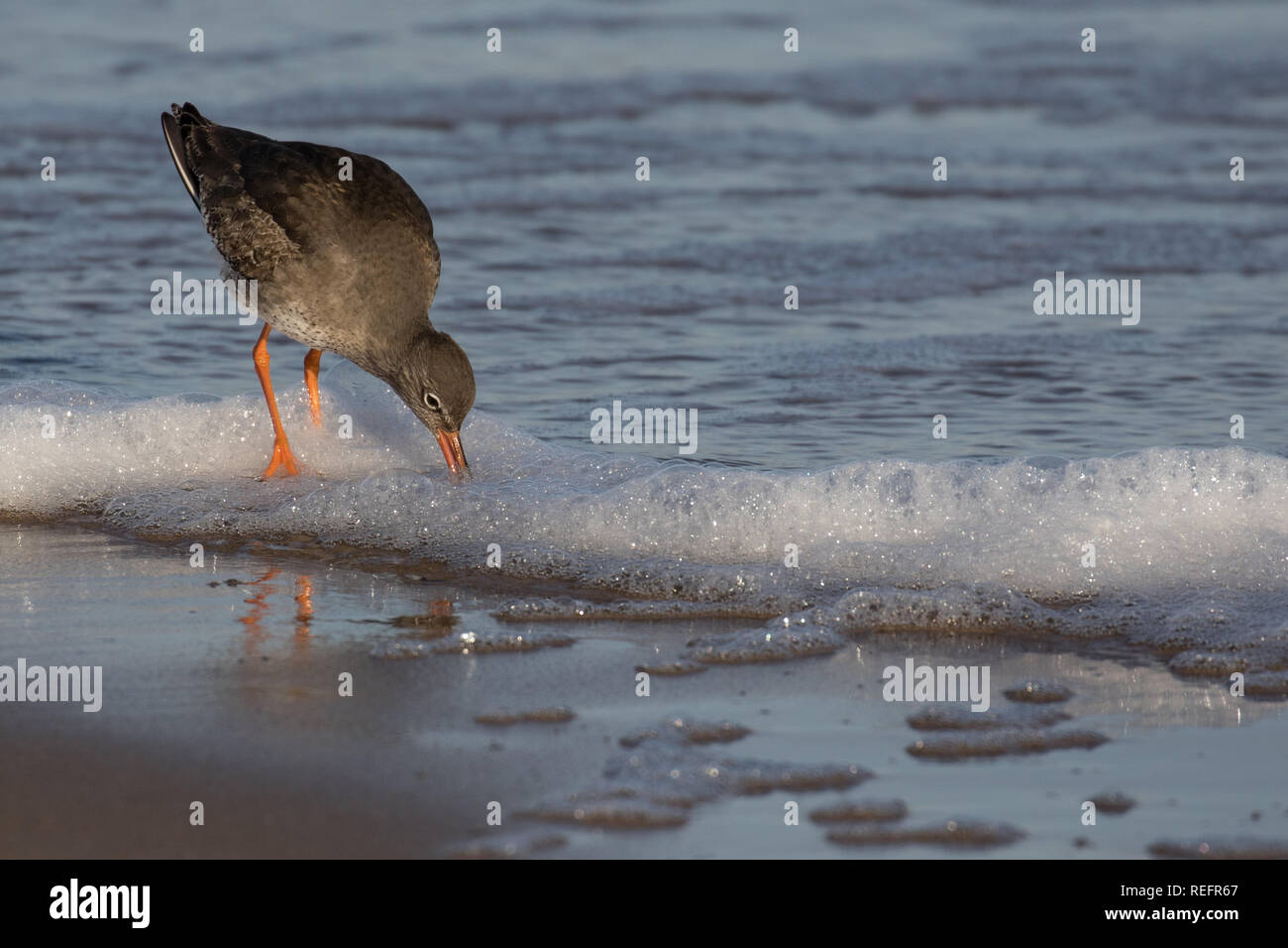 Redshank feeding on the beach Stock Photo