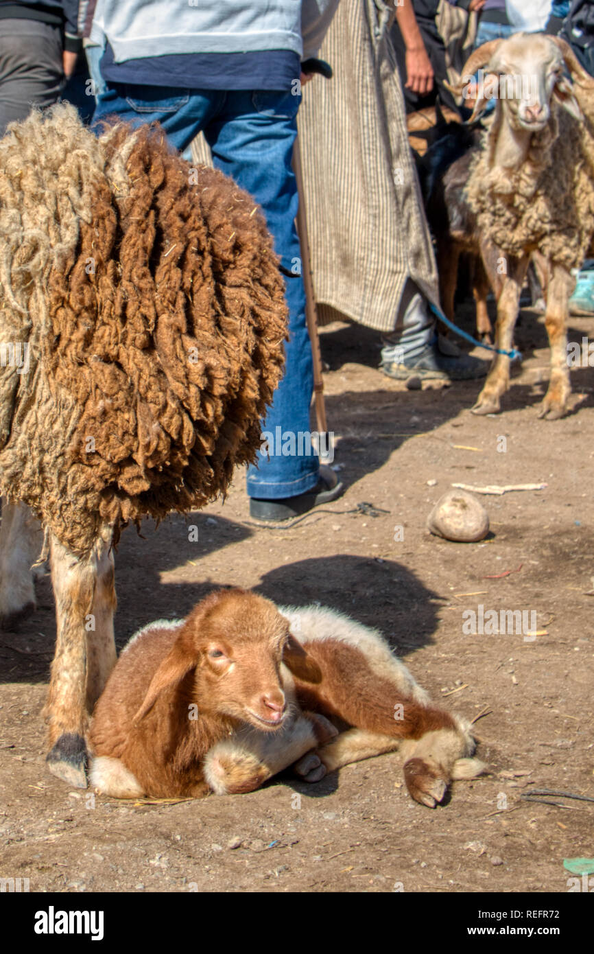 Oued Laou, Chefchaouen, Morocco - November 03, 2018: Small ram for sale at the outdoor market that is installed every Saturday in this small village. Stock Photo