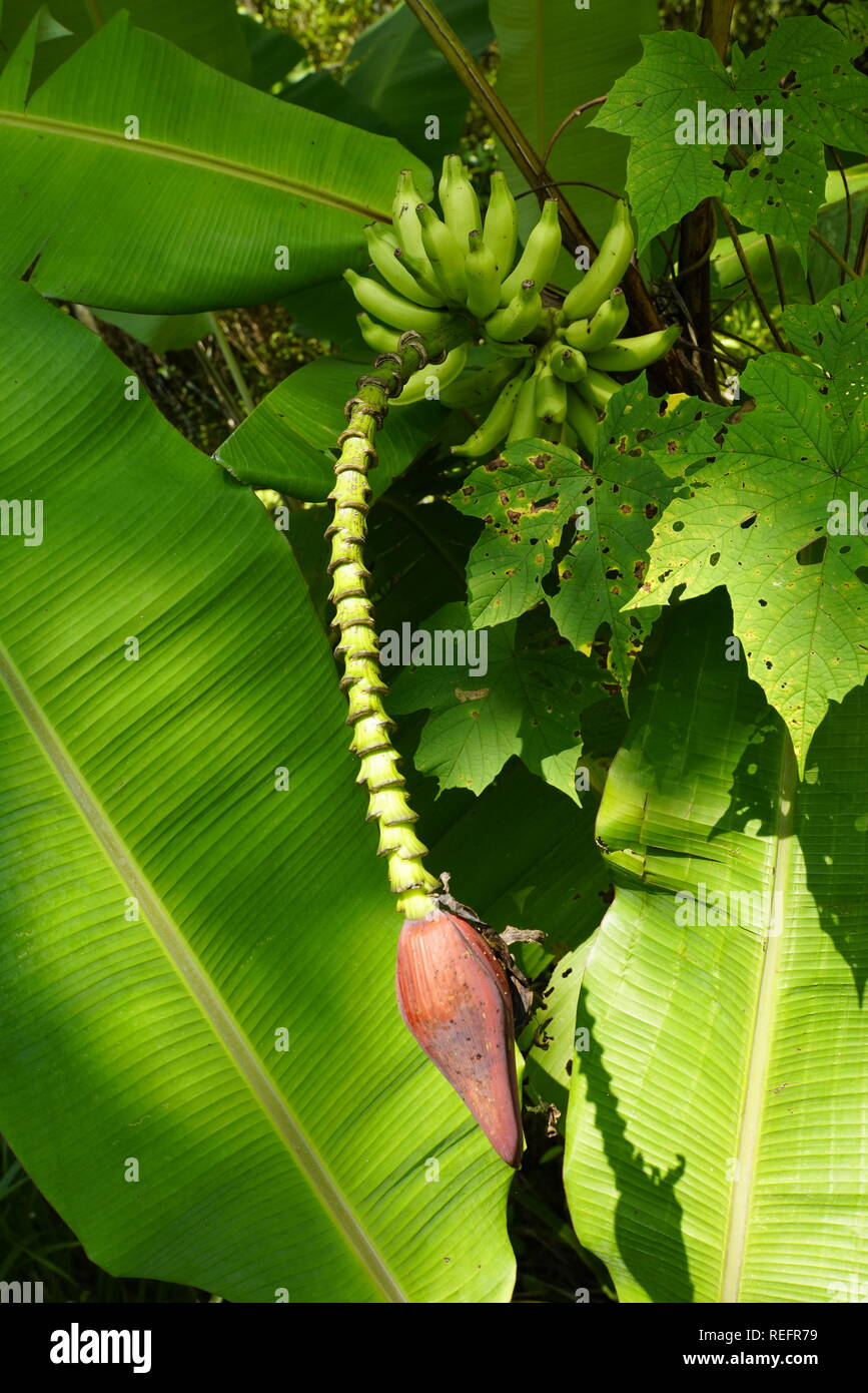 Banana tree flower blooming in Malaysia. Banana Flower And Unripe Fruits On Tree Stock Photo