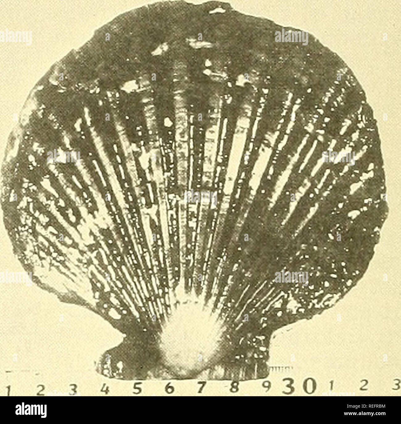 . Commercial fisheries review. Fisheries; Fish trade. Fig. 5 Trained