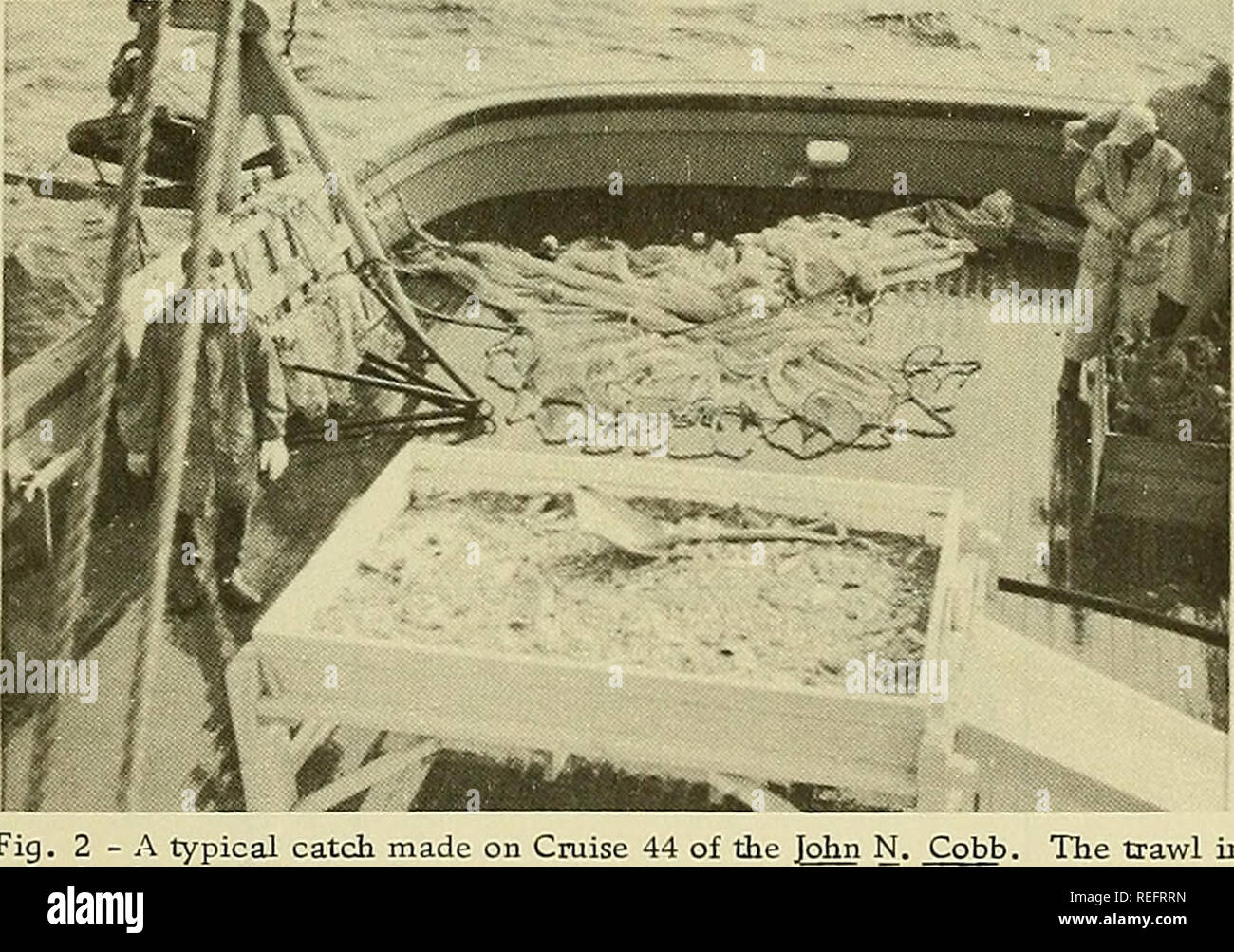 Pandalus sp hires stock photography and images Alamy