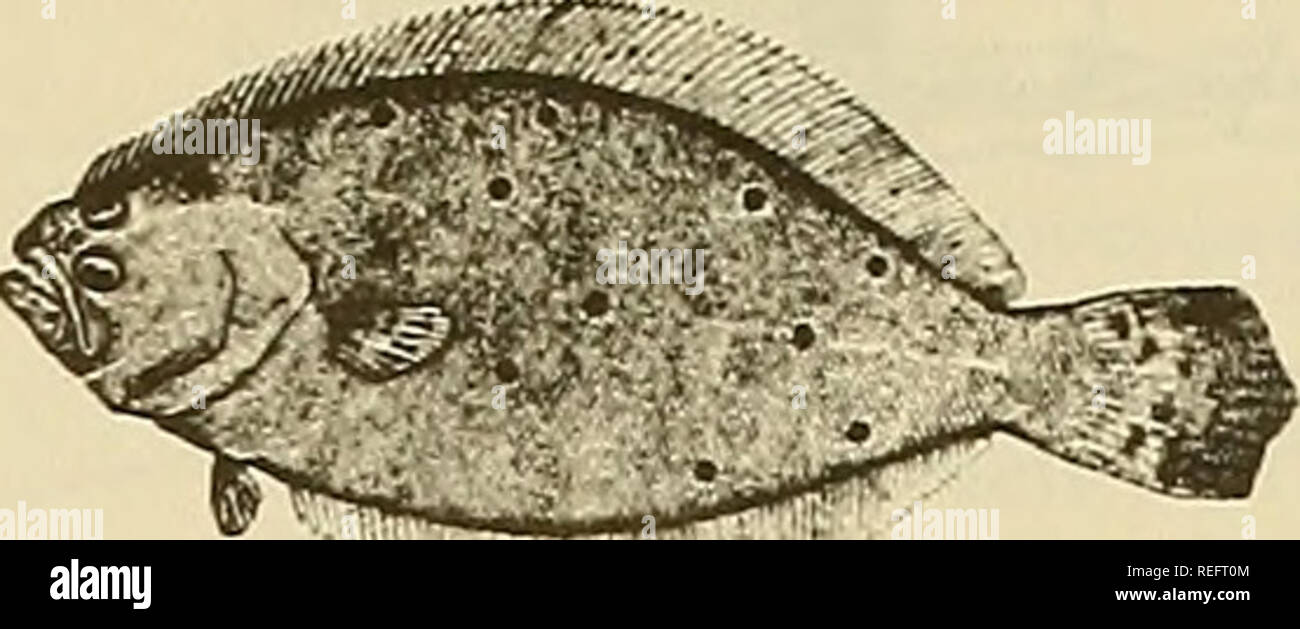 Commercial Fisheries Review Fisheries Fish Trade Blackback Or Winter Flounder Fluke Or Summer Flounder Fseudoplevironectes Americanus Paralichthys Dentatus Flounders An Important Year Round Food Fish Are Members Of A Large Family Of Commercial Fisheries Review Fisheries Fish Trade Blackback Or Winter Flounder Fluke Or Summer Flounder Fseudoplevironectes Americanus Paralichthys Dentatus Flounders An Important Year Round Food Fish Are Members Of A Large Family Of
