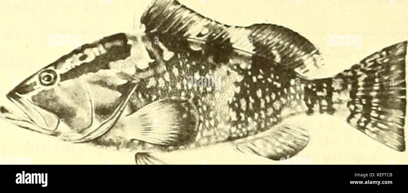 . Commercial fisheries review. Fisheries; Fish trade. ^Jhe f^ed Ljrouper of the Ljulf of iv/exi ex ico Luis R. Rivas. Fig. 1 - The red grouper (Epinephelus morio). B &amp; W photo of color plate. Adult specimen from Puerto Rico. (Evermann &amp; Marsh, 1902.) The red grouper (Epinephelus morio) is probably the most abundant and commercially important grouper in the Gulf of Mexico, ac- cordingtoJarvis(1935: 3) and Moe (1969: 2). This is supported by records of the BCF Ex- ploratory Data Center, Pascagoula, Miss., during 1950-1970. There are 259 stations from which the red grouper was recorded--b Stock Photo
