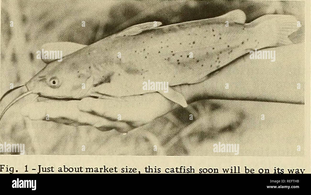 Commercial Fisheries Review Fisheries Fish Trade 67 1 Just