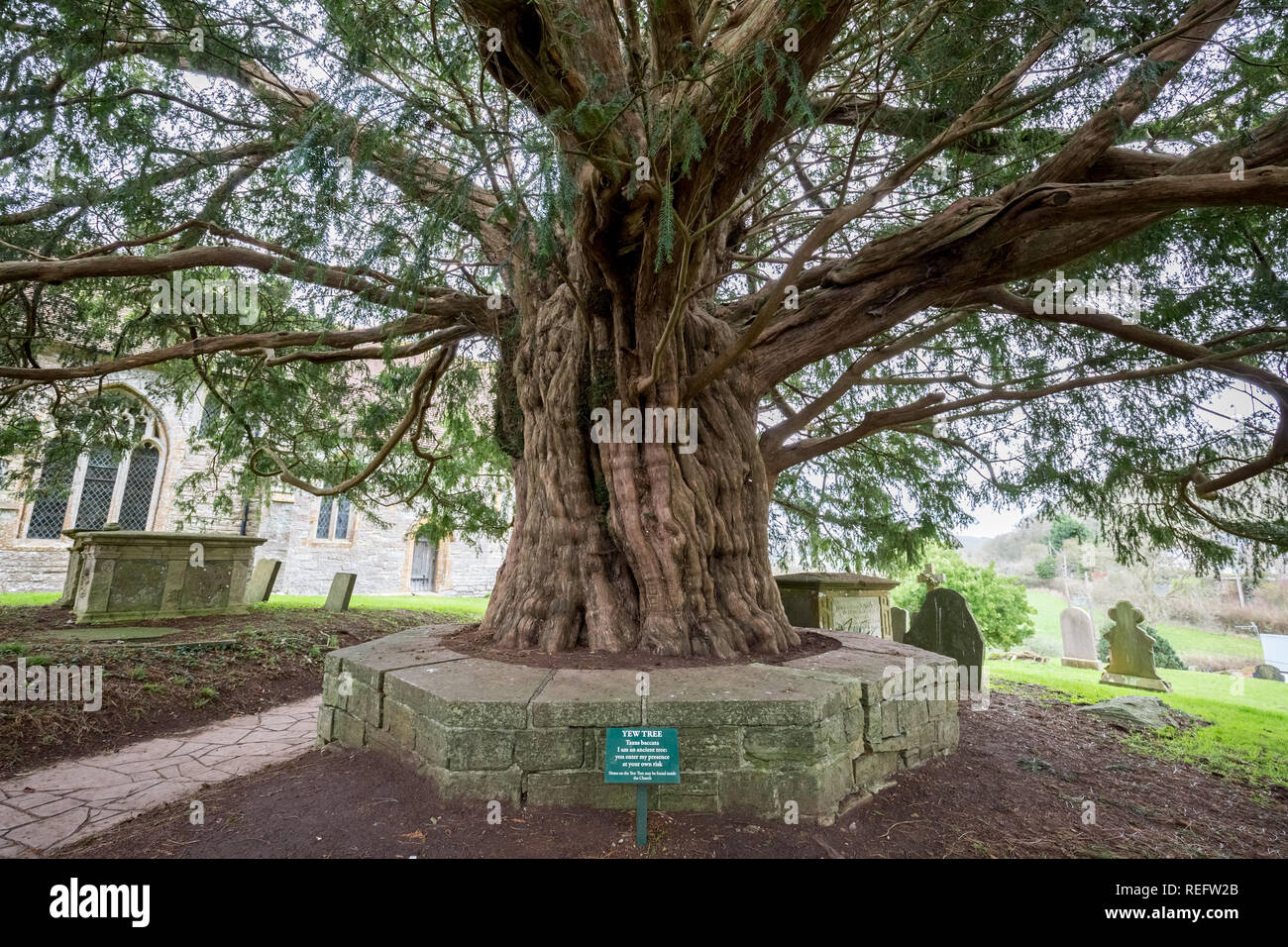 The Ancient Compton Dundon Yew Tree Stock Photo Alamy
