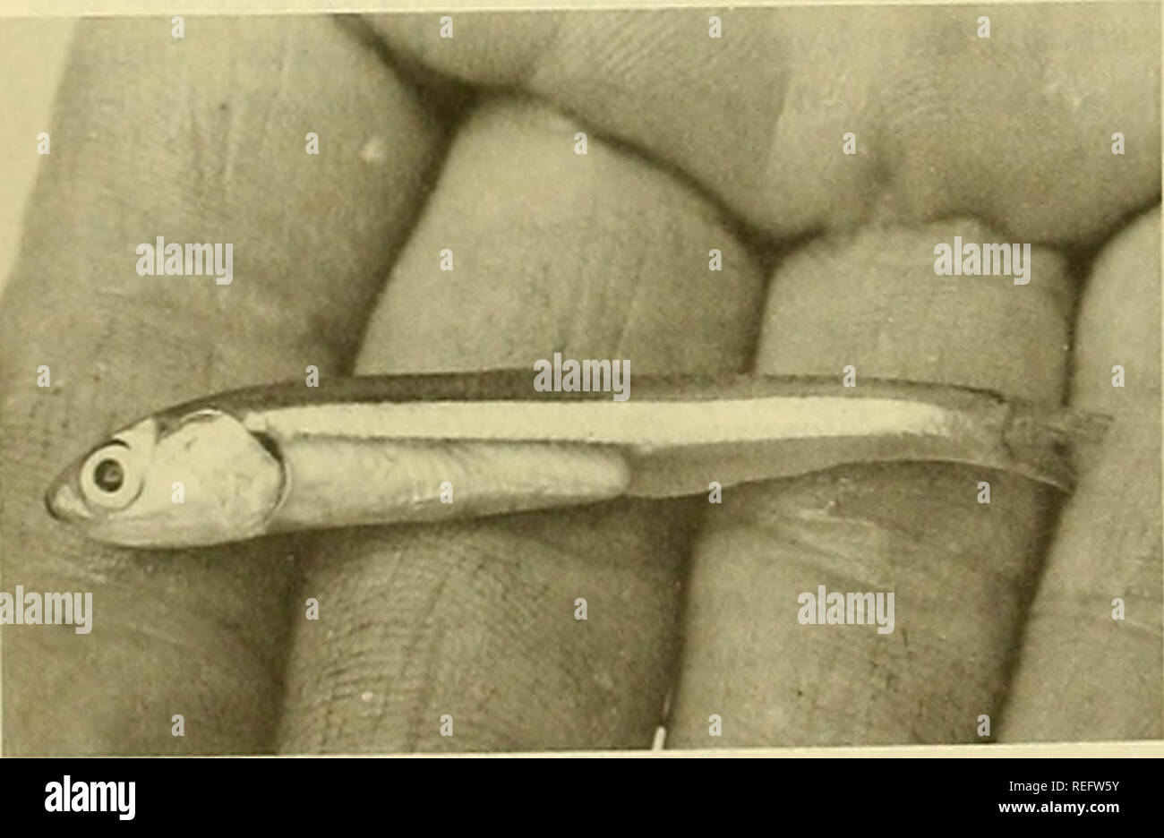 Commercial fisheries review. Fisheries; Fish trade. Fig. 2 - This tiny  silver fish—the nehu--feeds Hawaiian tuna in- dustry. It is the bait.  (Warren R. Roll, Honolulu Star-Bulletin.). Fig. 3 - Live-bait