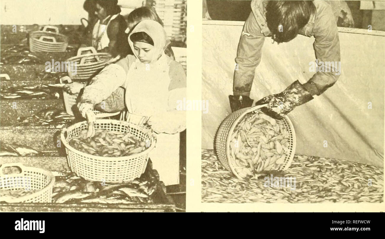 Woman removing fish hi-res stock photography and images - Alamy