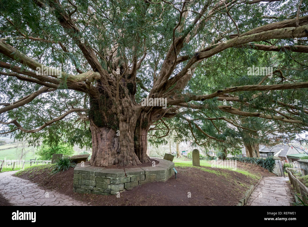 The Ancient Compton Dundon Yew Tree Stock Photo