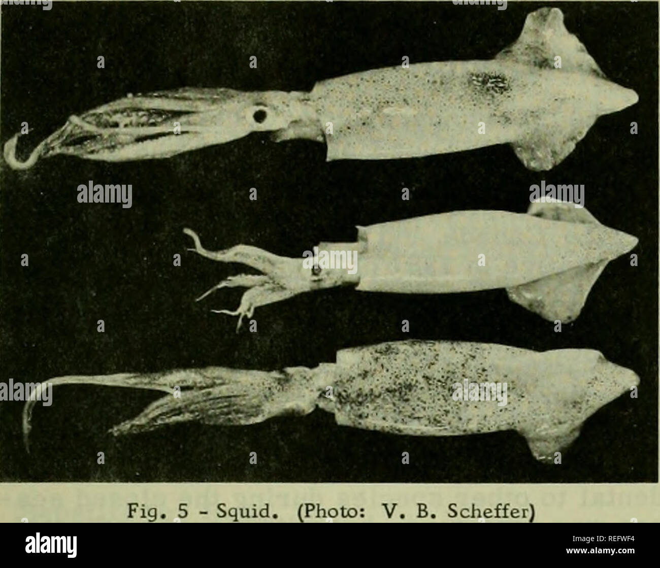 . Commercial fisheries review. Fisheries; Fish trade. FOREIGN