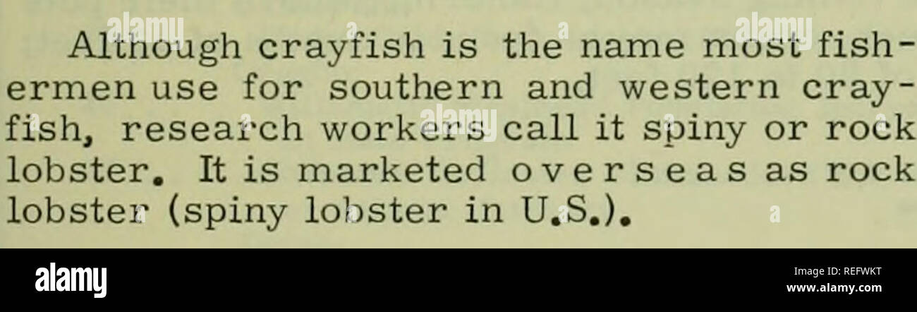 . Commercial fisheries review. Fisheries; Fish trade. 65 SOUTH PACIFIC AFRICA Australia CALL CRAYFISH ROCK LOBSTER, GROUP PROPOSES The Rock Lobster and Prawning Assoc, of Australia wants to change the name of cray- fish to rock lobster (spiny lobster in U.S.). The Association decided to change crayfish to rock lobster because of French proposals, put forward in the Codex standard, to use the name crawfish. If this were done, the As- sociation felt, the price of Australian cray- tails sold in the U.S. would drop. Uniform Names The standard names of southern crayfish (Jasus lalandei) and western Stock Photo