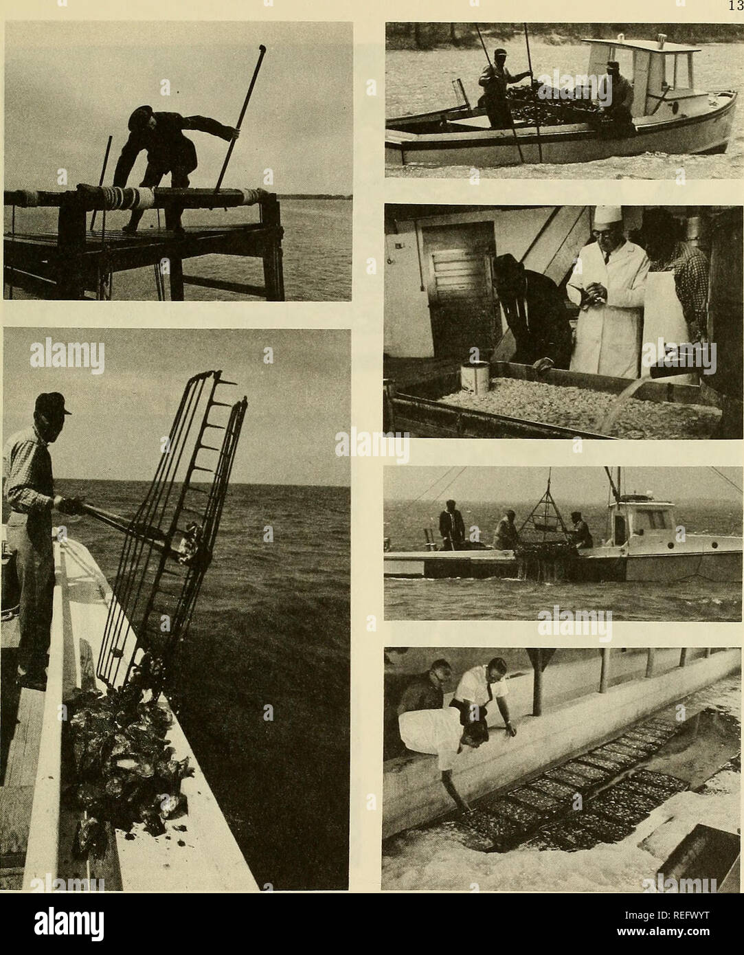 Chesapeake Bay Fisheries High Resolution Stock Photography and Images