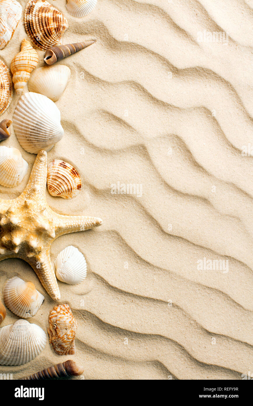 top view of sand dunes with seashells and starfish Stock Photo - Alamy