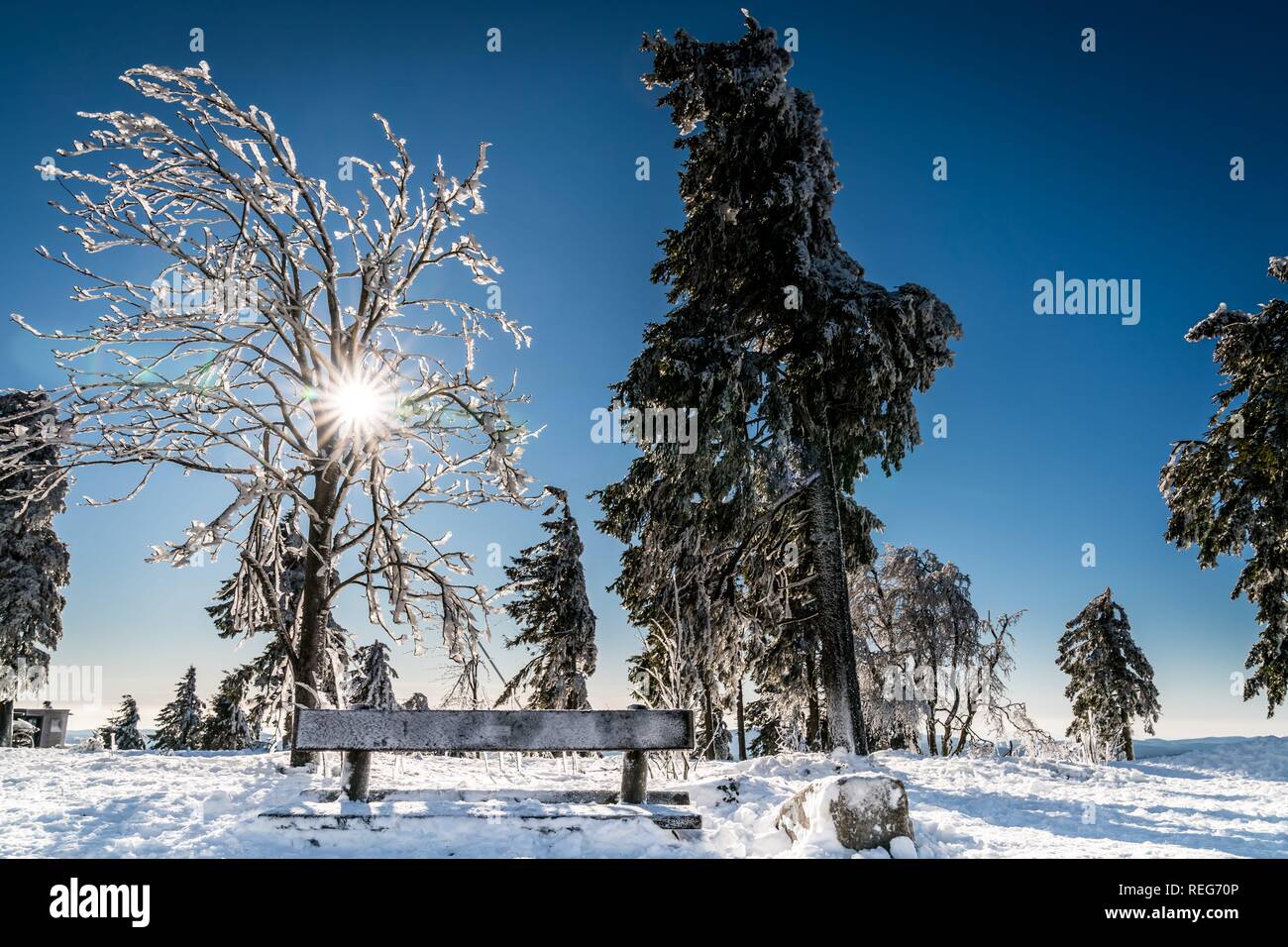 Braunlage, Deutschland. 20th Jan, 2019. 20.01.2019, Winter impression with snowy trees and bench with blue sky and sunshine on the Wurmberg in Braunlage. | usage worldwide Credit: dpa/Alamy Live News Stock Photo