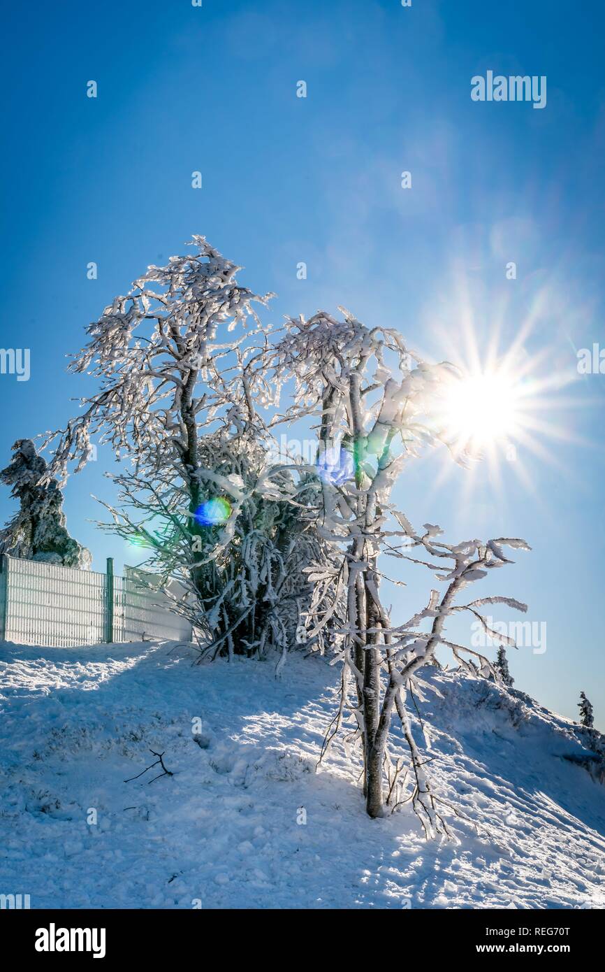 Braunlage, Deutschland. 20th Jan, 2019. 20.01.2019, winter impression of snowy trees on the Wurmberg in Braunlage. | usage worldwide Credit: dpa/Alamy Live News Stock Photo