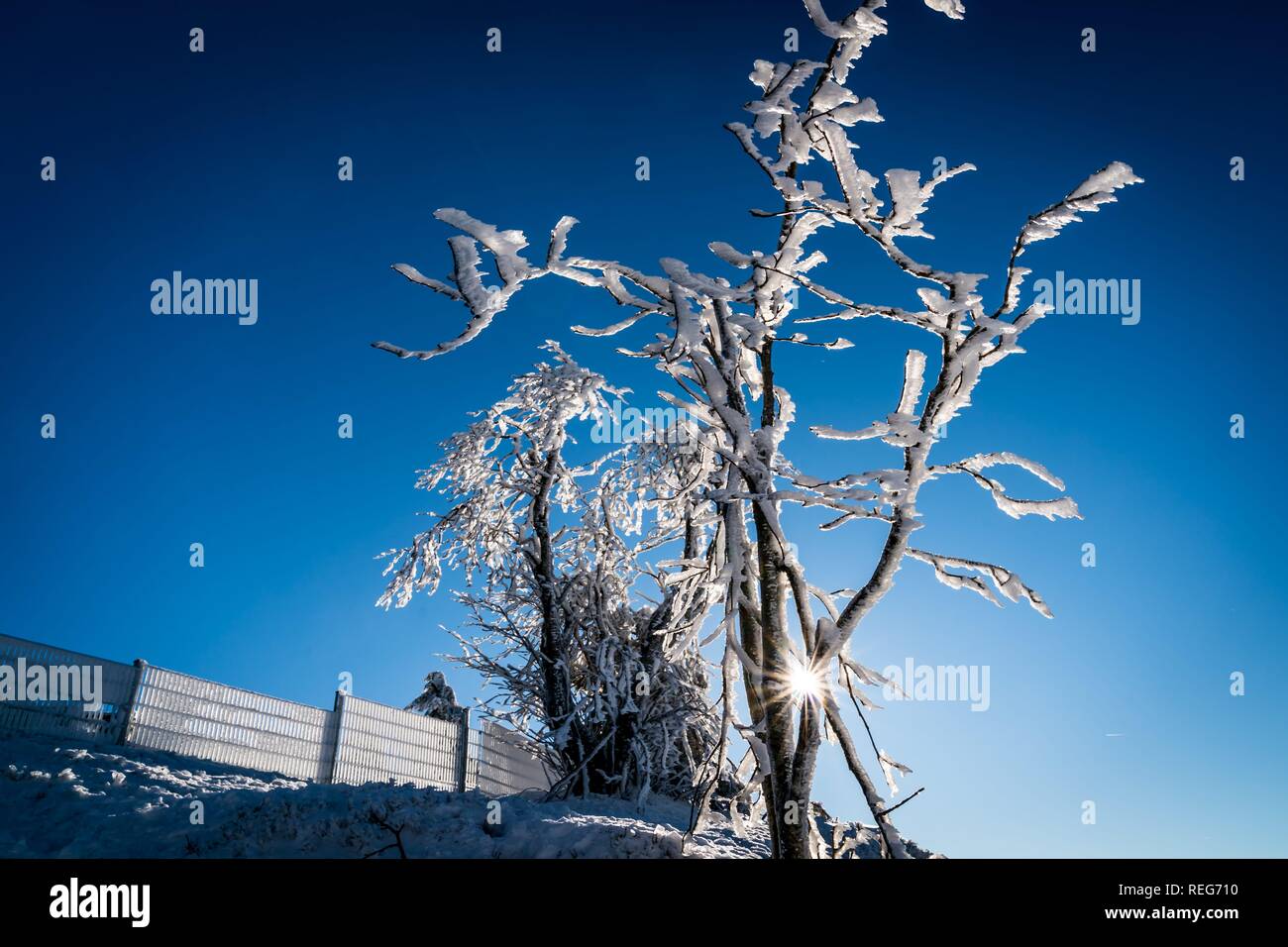 Braunlage, Deutschland. 20th Jan, 2019. 20.01.2019, Winter impression with snowy trees with blue sky and sunshine on the Wurmberg in Braunlage. | usage worldwide Credit: dpa/Alamy Live News Stock Photo