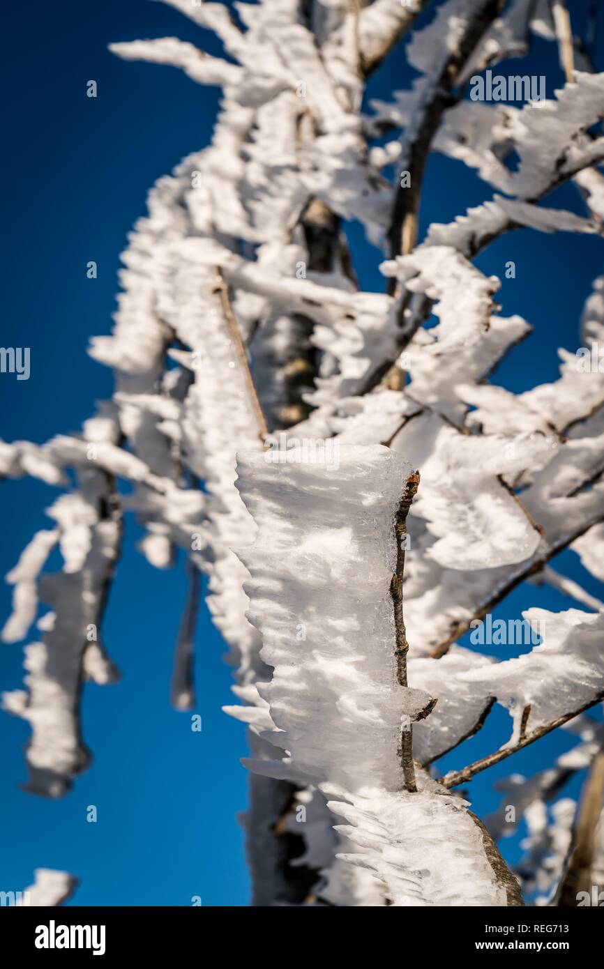 Braunlage, Deutschland. 20th Jan, 2019. 20.01.2019, winter impression with bizarre snow formations on branches and branches on the Wurmberg in Braunlage. | usage worldwide Credit: dpa/Alamy Live News Stock Photo