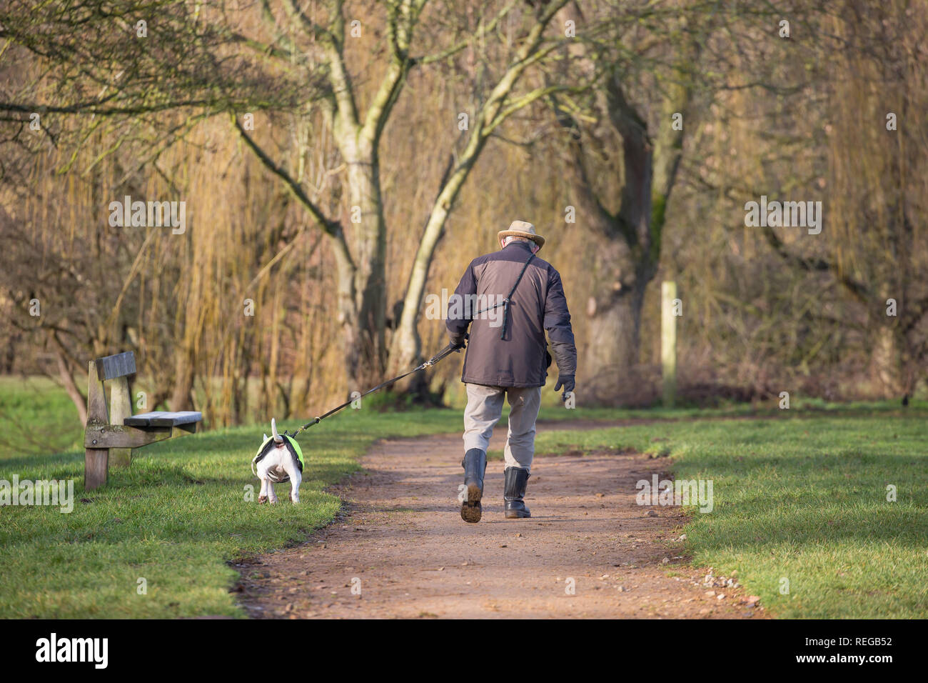 Bull terrier rear hires stock photography and images Alamy