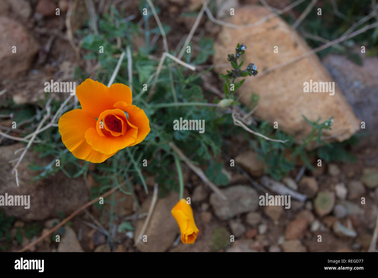 Sprouting Poppy Mexican gold poppy hi-res stock photography and images - Alamy