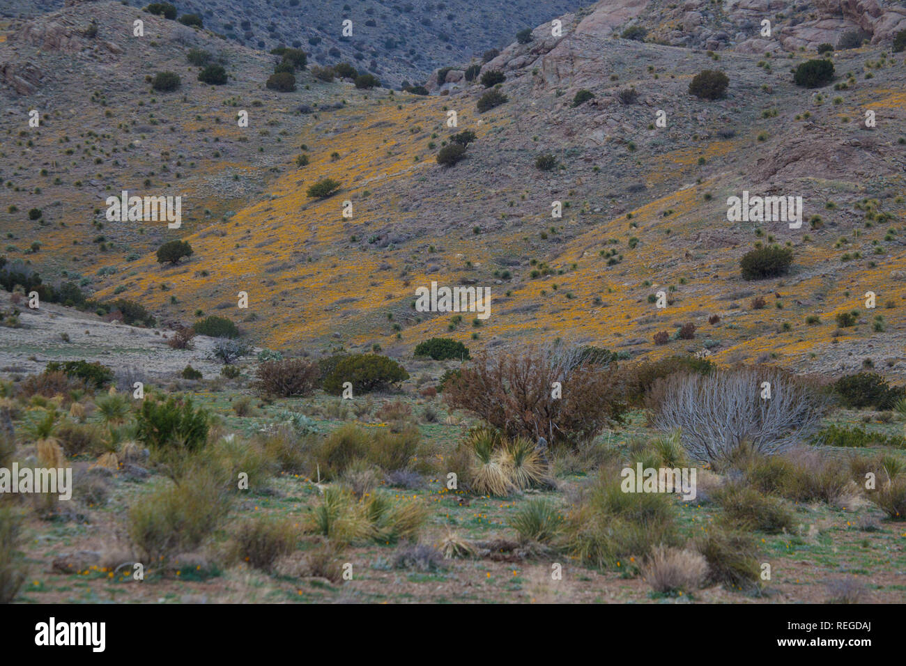 Carpets of yellow wildflowers on the side of mountain near Deming, New Mexico Stock Photo