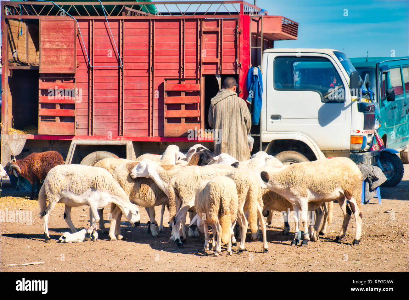 Oued Laou, Chefchaouen, Morocco - November 03, 2018: A man has brought his flock of sheep in his truck to sell at the outdoor market in Oued Laou Stock Photo