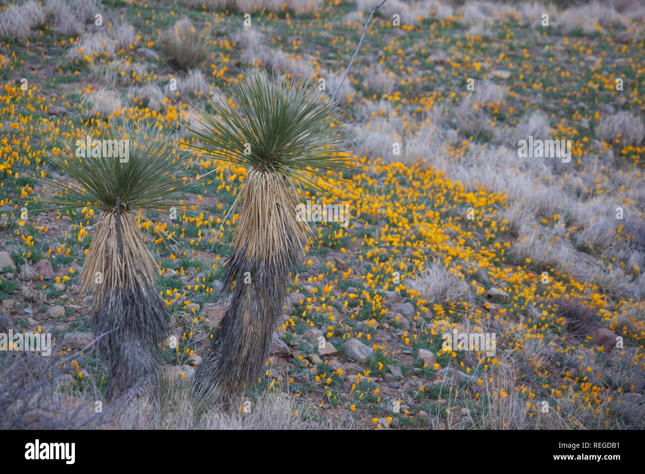 Carpets of yellow wildflowers behind yucca plants near Deming, New Mexico Stock Photo Alamy
