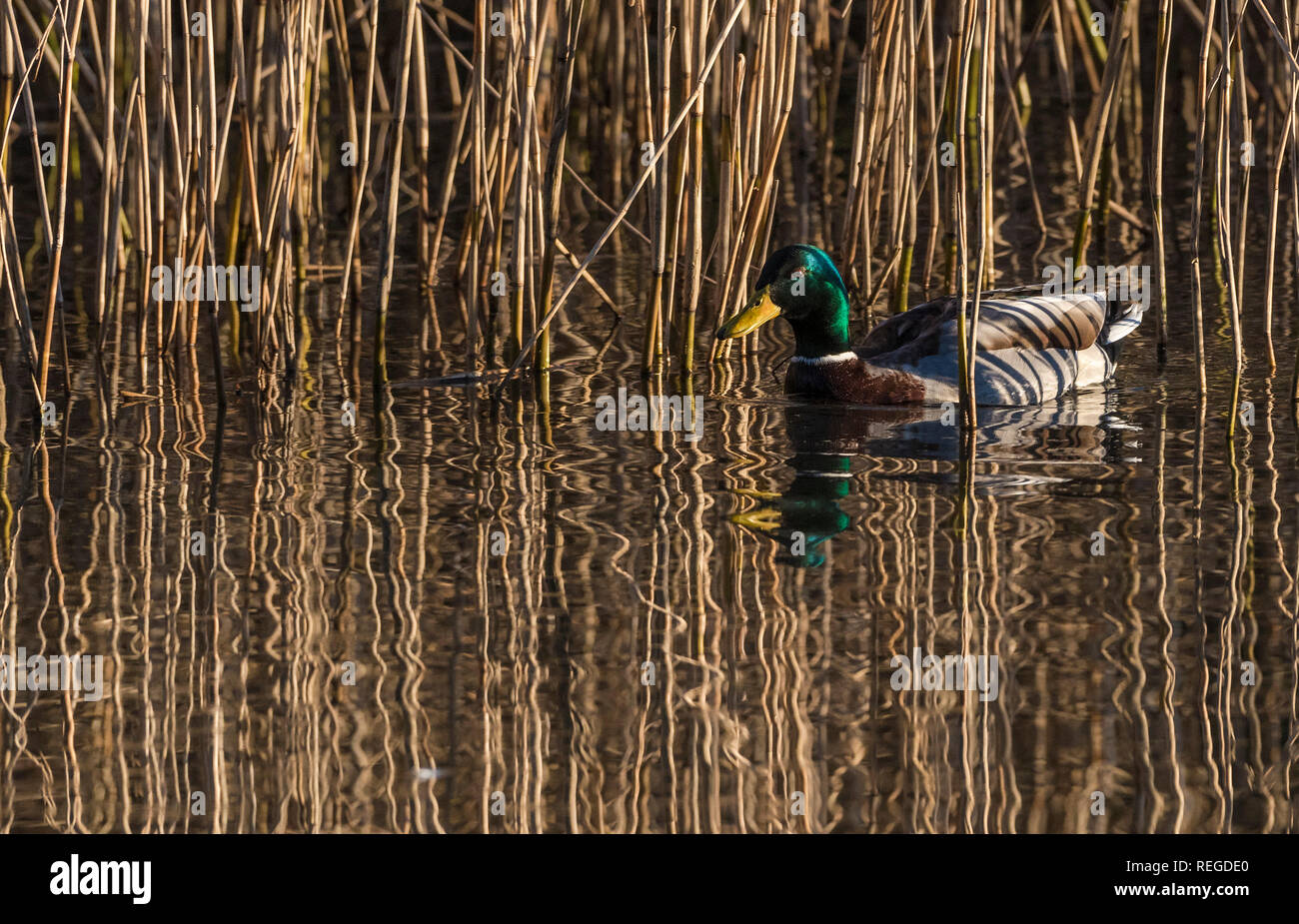 Duck and reeds hi-res stock photography and images - Alamy
