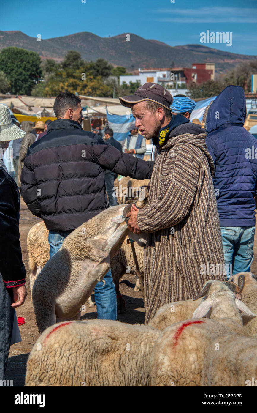 Oued Laou, Chefchaouen, Morocco - November 03, 2018: A man selling his sheep at the market that is celebrated on Saturdays in Oued Laou Stock Photo