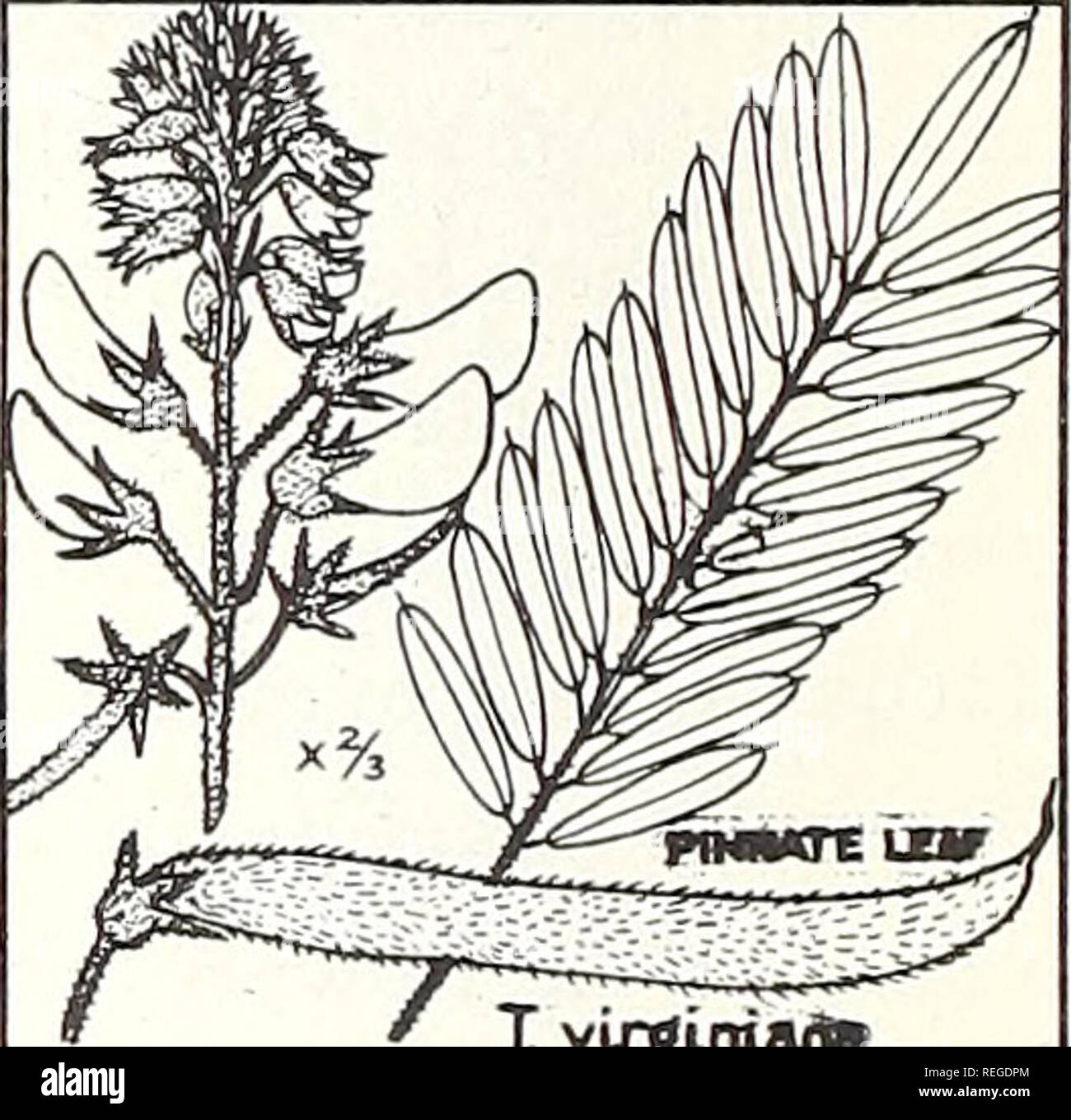 . Common plants of longleaf pine-bluestem range. Plant ecology; Grasses; Forage plants. &lt; tiowtsw'-— ' a rigtdum. ,D cilij?**^^ DESMODIUM. T. virgiraaitt TEPHROSIA. Please note that these images are extracted from scanned page images that may have been digitally enhanced for readability - coloration and appearance of these illustrations may not perfectly resemble the original work.. Grelen, Harold Eugene, 1929-; Duvall, Vinson Lamar, 1918-. [New Orleans] U. S. Dept. of Agriculture, Forest Service, Southern Forest Experiment Station Stock Photo