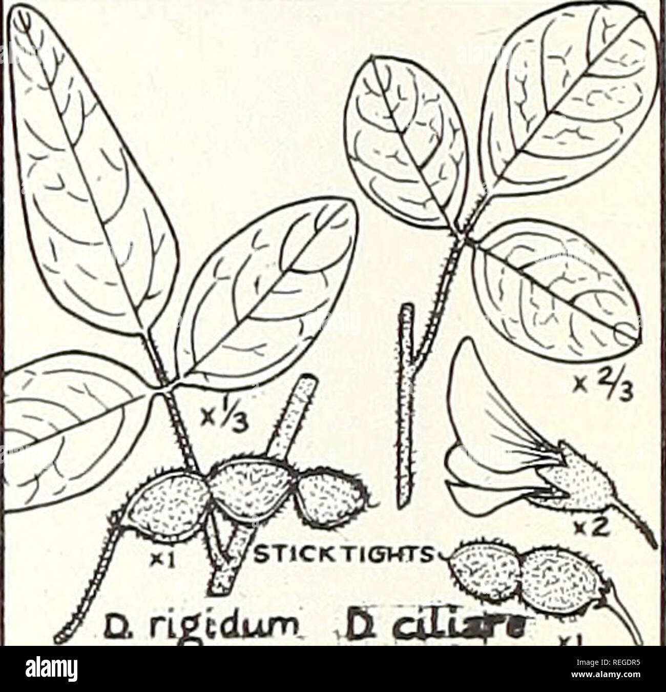 . Common plants of longleaf pine-bluestem range. Plant ecology; Grasses; Forage plants. &lt; tiowtsw'-— ' a rigtdum. ,D cilij?**^^ DESMODIUM. Please note that these images are extracted from scanned page images that may have been digitally enhanced for readability - coloration and appearance of these illustrations may not perfectly resemble the original work.. Grelen, Harold Eugene, 1929-; Duvall, Vinson Lamar, 1918-. [New Orleans] U. S. Dept. of Agriculture, Forest Service, Southern Forest Experiment Station Stock Photo