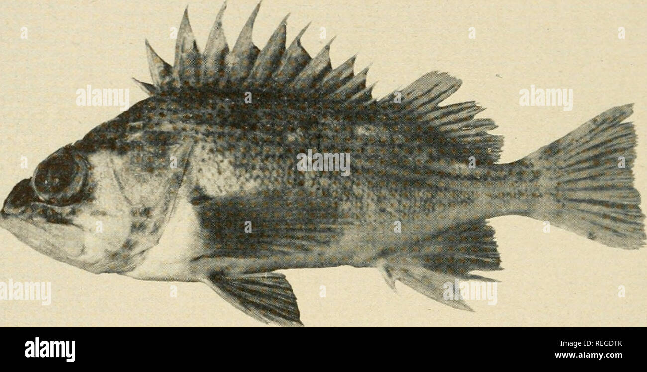 Common marine fishes of California. Fishes -- California; Fishes. 102  DIVISION OF FISH AND GAME i* #. Photo by J. B. Phillips GREEN-SPOTTED  ROCKFISH Sebastodes chlorosticfus Relationship: A member of the