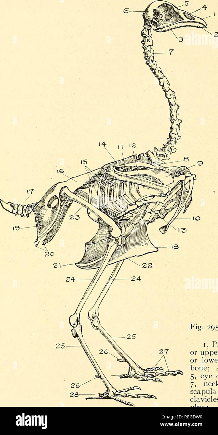 . Commercial poultry raising;. Poultry. Fig. 295.—Skeleton of a fowl. I, Premaxillary bone or upper jaw; 2, maxilla or lower jaw; 3, jugal bone; 4, nasal cavity; 5, eye cavity; 6, skull; 7, neck vertebrae; 8, scapula; 9, humerus; 10, clavicles (wishbone); 11, ulna; 12, radius; 13, bones of forewing; 14, backbone; 15, ribs; 16, ilium; 17, pygostyle or tail bones; 18, breastbone; 19, ischium; 20, pubis; 21, sternum; 22, keel; 23, femur; 24, tibia; 25, tarso-metatarsus; 26, spur; 27, digits or toes; 28, rear toe. 468. Please note that these images are extracted from scanned page images that may h Stock Photo