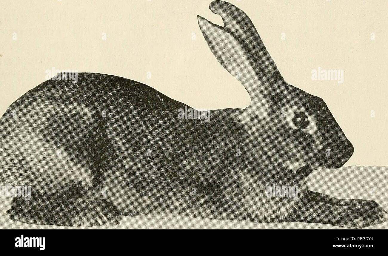Belgian hare price sales