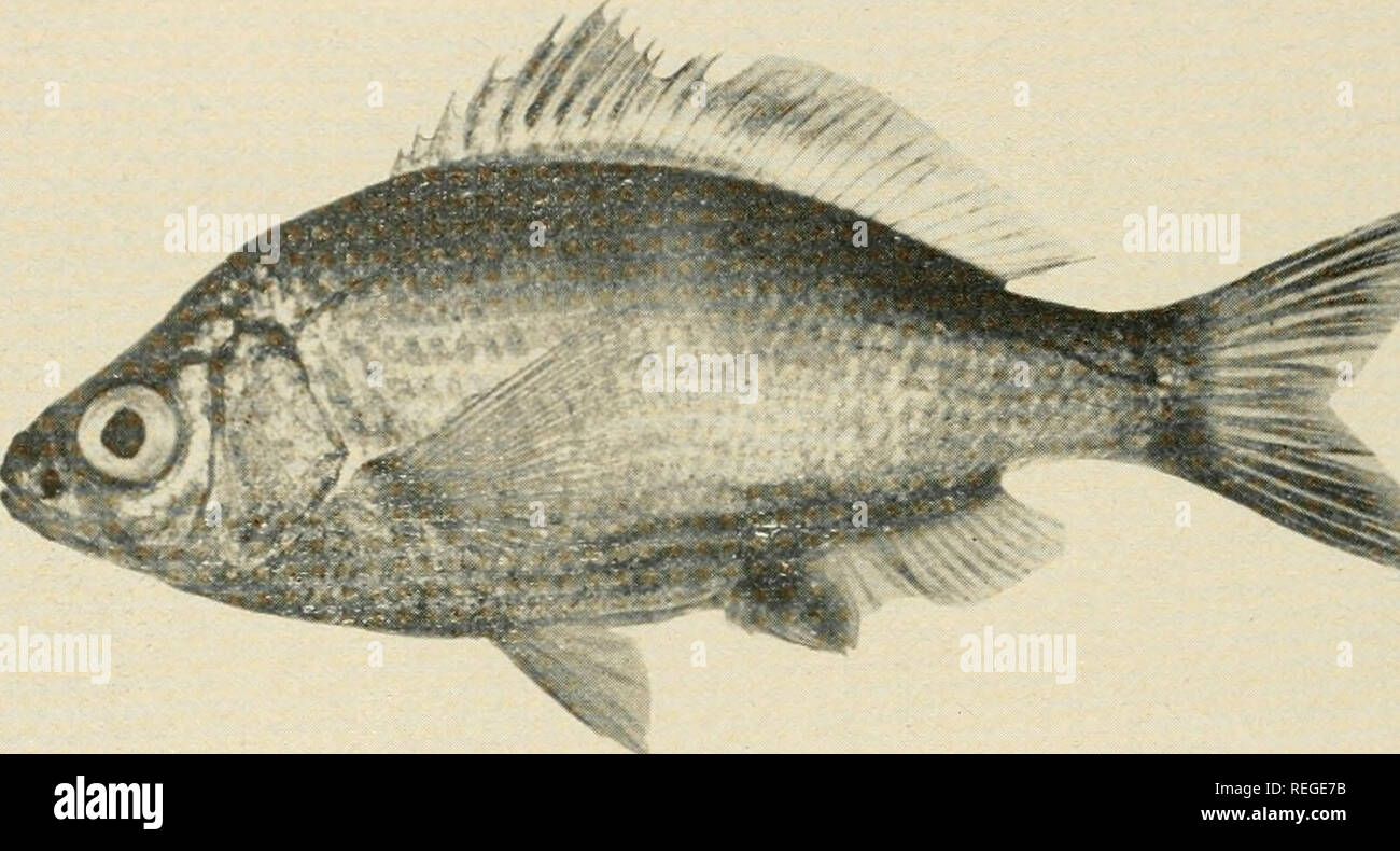 . Common marine fishes of California. Fishes -- California; Fishes. 80 DIVISION OF PISH AND GAME. Photo by Al Johns for Haden &amp; Carpenter, San Pedro SHINER PERCH Cymafogaster aggregafa Relationship: A member of the salt-water perch family, Embiotocidae. Distinguishing Characters: See page 76. The relatively high spiny portion of the dorsal fin, the highest spine longer than the highest ray; the large scales (less than 50 in a row along the lateral line) ; the slender caudal peduncle; the moderately forked tail. Length to about 6 inches. Color: Silvery with the back dusky; the sides with a  Stock Photo