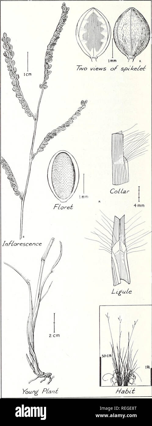 . Common plants of longleaf pine-bluestem range. Plant ecology; Grasses; Forage plants. The paspalum inflorescence usually consists of one to several racemes, each with spikelets in rows along the lower side. In prevalent native species, only one raceme originates from a given point on the main axis. These often protrude in a common direction, making the inflorescence one sided. Grains are flat on one side, convex on the other. Although paspalums are not always readily distinguishable from related grasses, these characters usually suf- fice to identify the genus. Flowers of paspalums are often Stock Photo