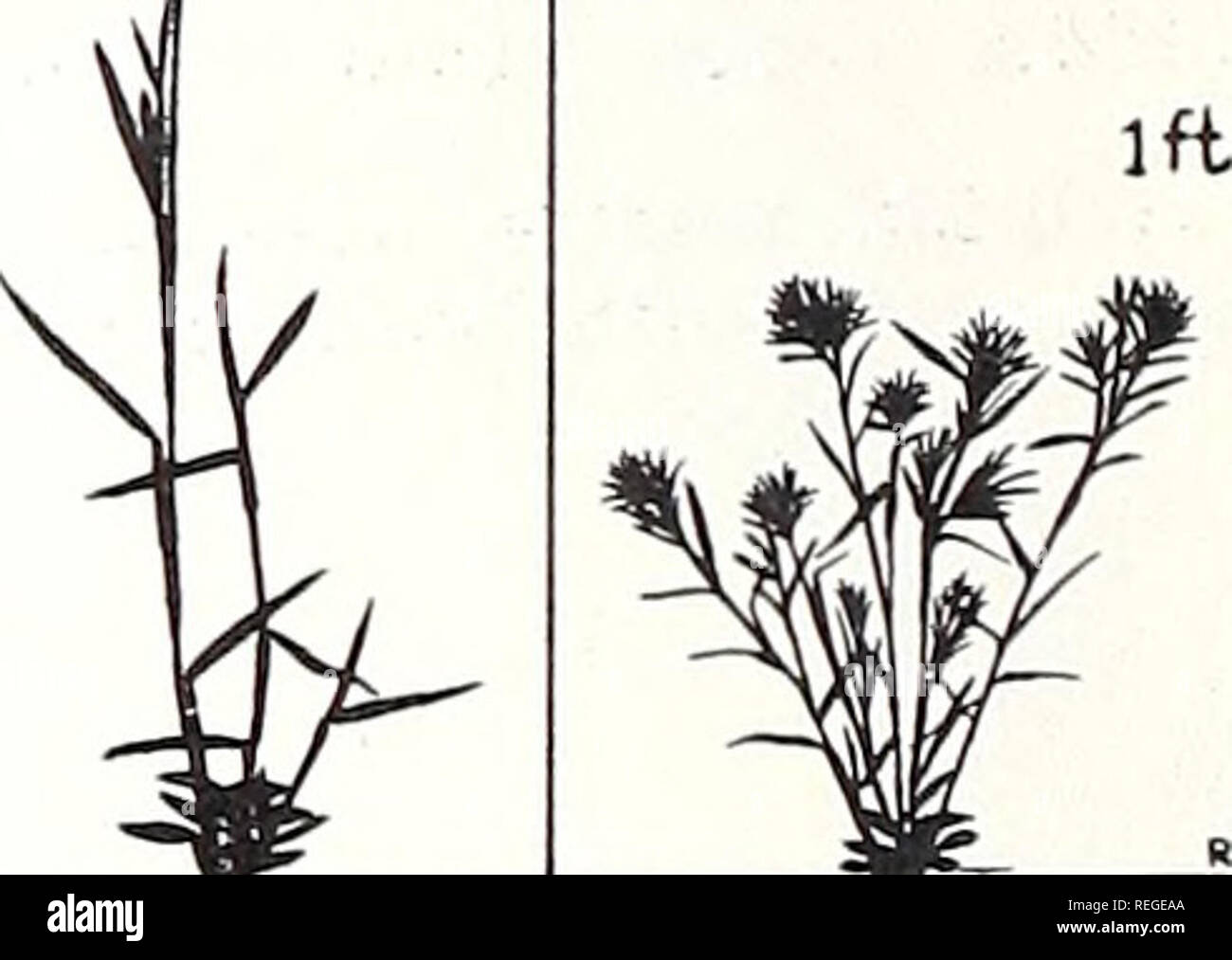 . Common plants of longleaf pine-bluestem range. Plant ecology; Grasses; Forage plants. Icm Winter rosette 50 cm  V SPRINO  FALL. Habit Woolly panicum 18. Please note that these images are extracted from scanned page images that may have been digitally enhanced for readability - coloration and appearance of these illustrations may not perfectly resemble the original work.. Grelen, Harold Eugene, 1929-; Duvall, Vinson Lamar, 1918-. [New Orleans] U. S. Dept. of Agriculture, Forest Service, Southern Forest Experiment Station Stock Photo