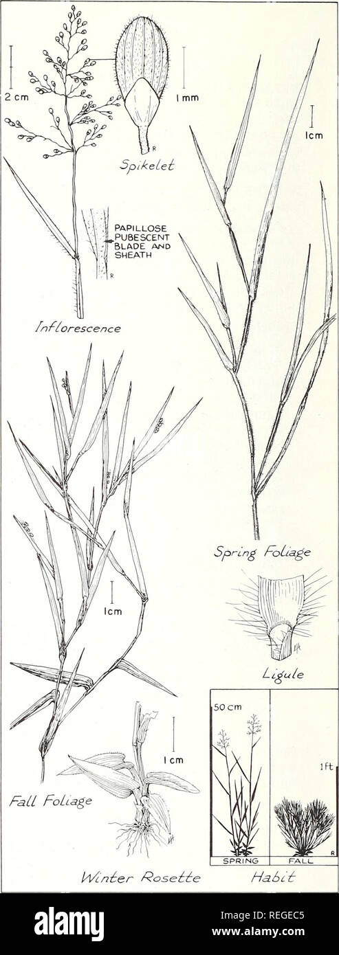 . Common plants of longleaf pine-bluestem range. Plant ecology; Grasses; Forage plants. NARROWLEAF PANICUM Panicum angustijolium Ell. Narrowleaf panicum, one of the &quot;low&quot; species, grows throughout the longleaf pine-bluestem type. While usually most abundant on open land, it is moderately tolerant of shade. It forms a winter rosette and has distinct spring and fall phases. Leaf blades of winter rosettes are hairy on the margins. In the spring form, which persists through much of the growing season, the upper leaf sheaths are practically hairless. Although spring leaves are 3 to 5 inch Stock Photo