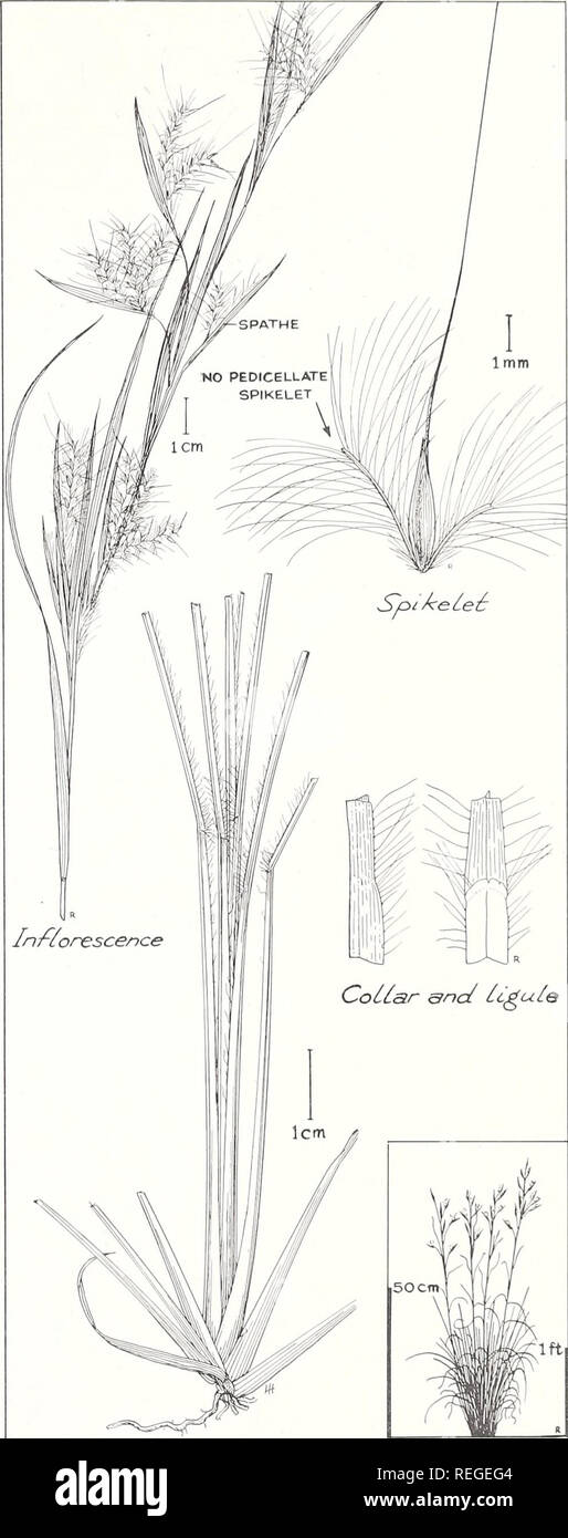 Broomsedge bluestem hires stock photography and images Alamy