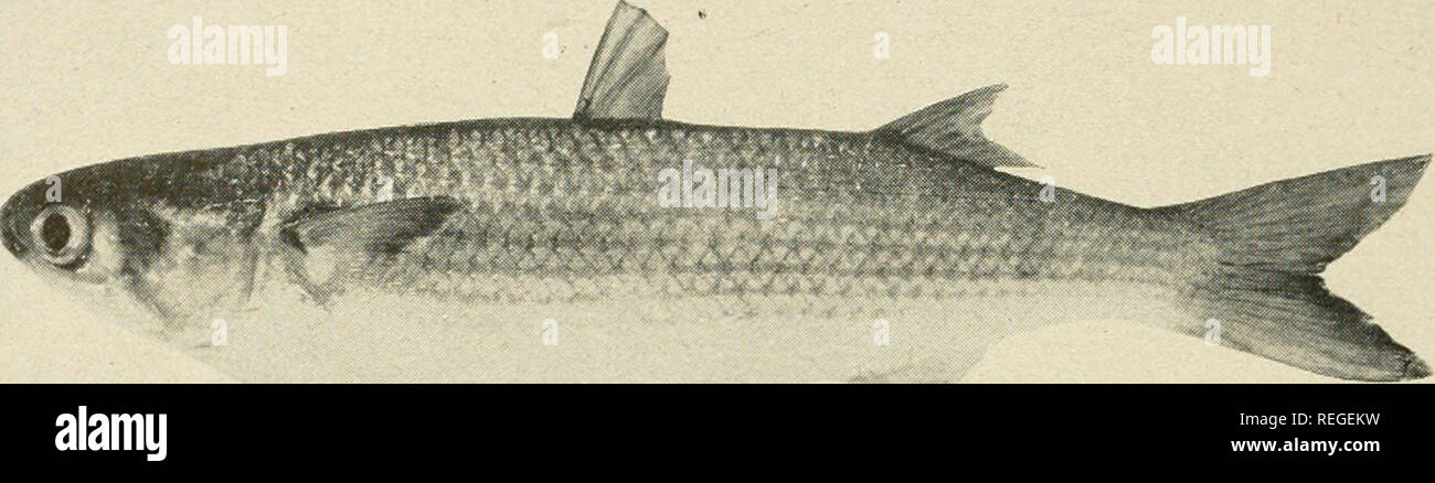 . Common marine fishes of California. Fishes -- California; Fishes. 54 DIVISION OF FISH AND GAME. Figure 27 MULLET Mugil cephalus Relationship: The only member of the mullet family, Mugilidae, found in California. Distinguishing Characters: The two Avell-separated dorsal fins, the first com- posed usually of four slender spines ; the minute teeth ; the absence of a lateral line; the very broad space between the eyes which is almost one-half the length of the head; the large scales. Length to about 2} feet. Color: Deep olive-gray on the back becoming silvery on the sides and belly ; distinct da Stock Photo