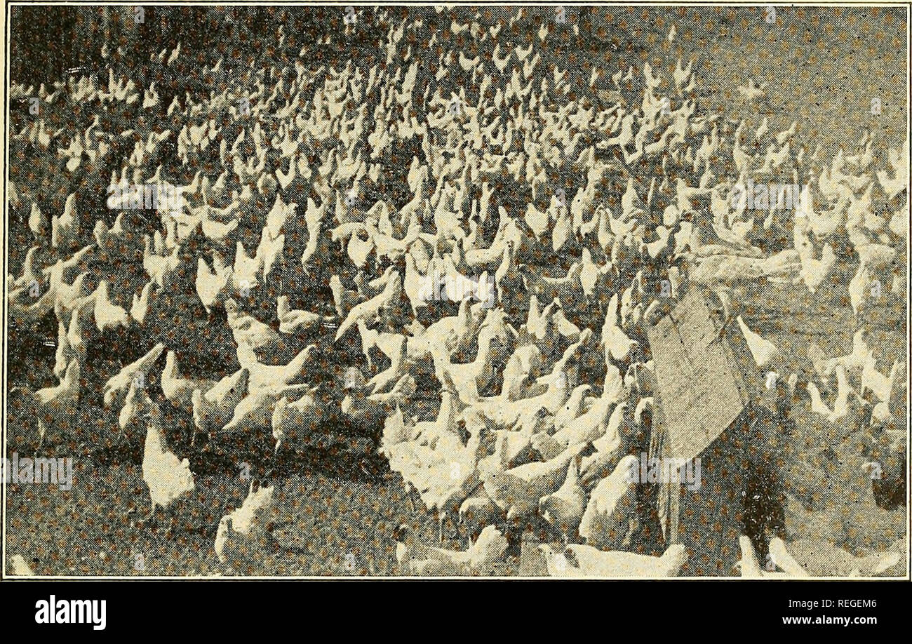 . Commercial poultry raising;. Poultry. WHAT TO EXPECT IN COLOR 379