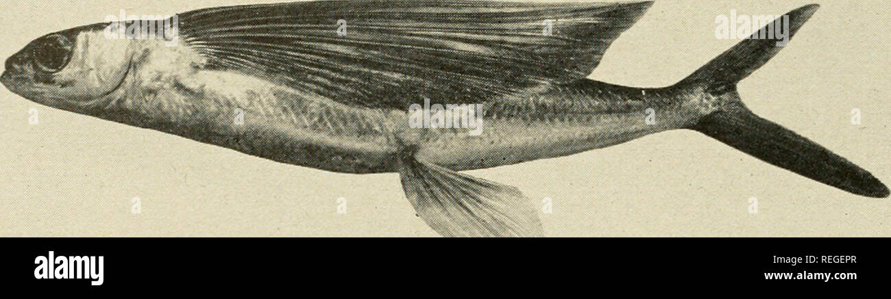 . Common marine fishes of California. Fishes -- California; Fishes. 40 DIVISION OF FISH AND GAME. CALIFORNIA FLYING FISH Cypselurus californicus Relationship: A member of the flying fish family, Exocoetidae, of which it is the common California representative. Distinguishing Characters: The single dorsal fin; the greatly enlarged wing- like pectoral fins. Length to about 18 inches. Color: Deep blue on the back and sides becoming abruptly silvery on the belly. Distribution: Pt. Conception south perhaps as far as Cape San Lucas, Lower California. Found in schools. Fishing Season: Taken mostly in Stock Photo