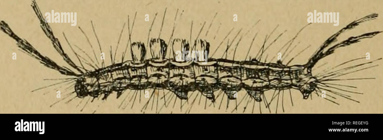 Hairy Caterpillars Stock Photos Hairy Caterpillars Stock Images