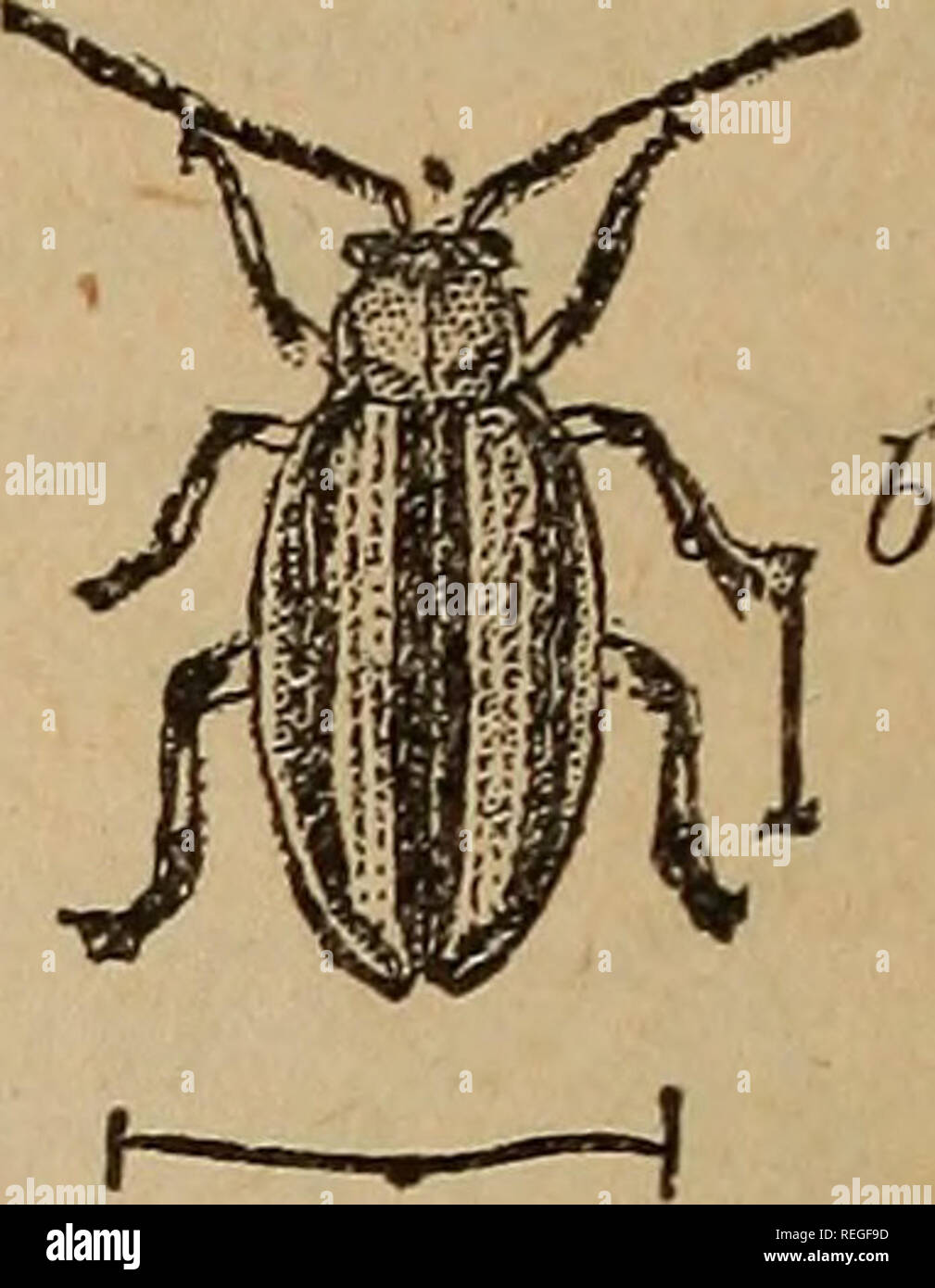 . Common injurious insects of Kansas. Insect pests. 06 INJURIOUS ...