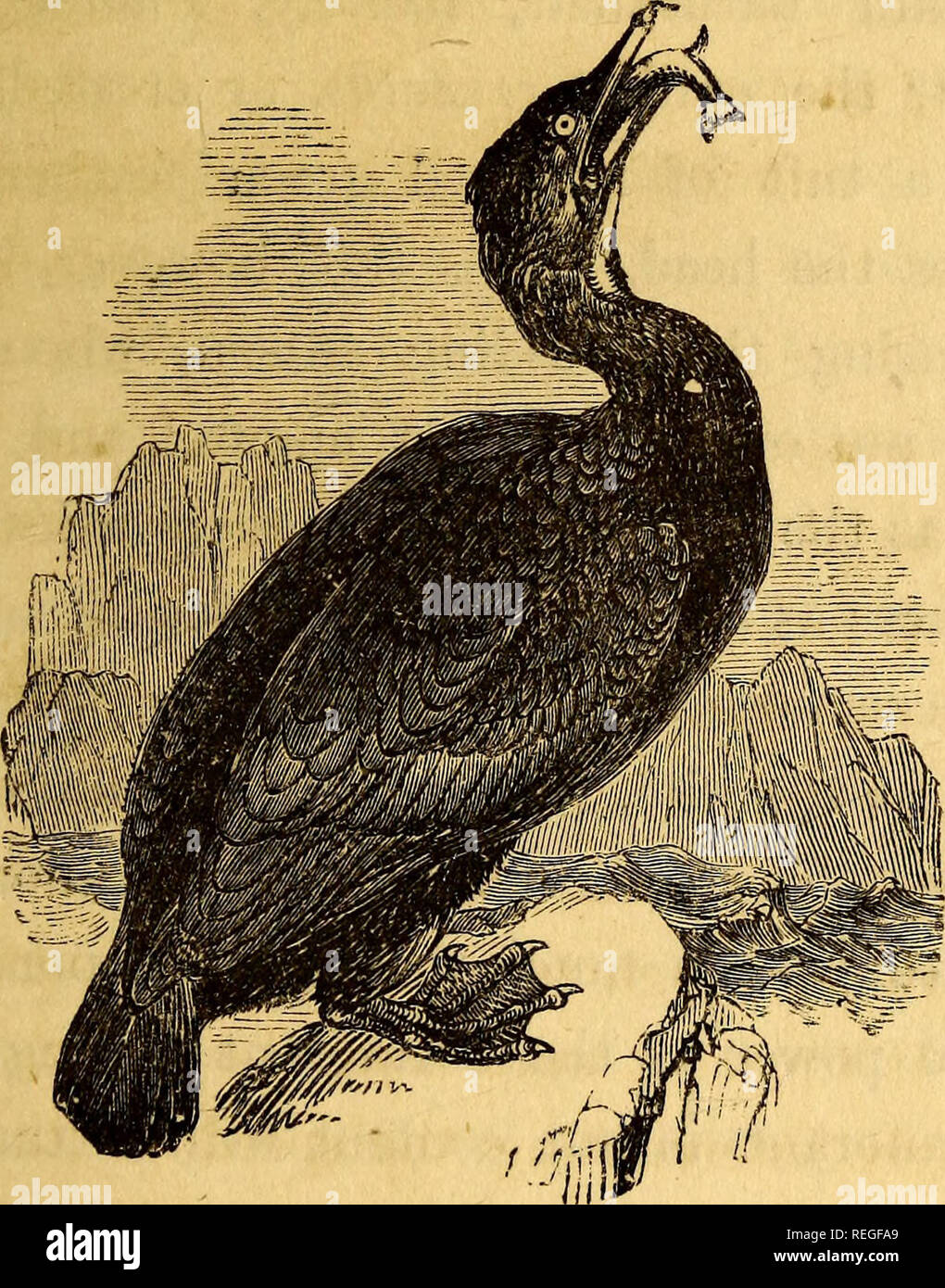 The common objects of the sea shore : including hints for an aquarium.  Marine biology; Marine animals; Marine plants; Aquariums. CORMORANT. 5 eggs  are deposited. On the Scottish and northern coasts