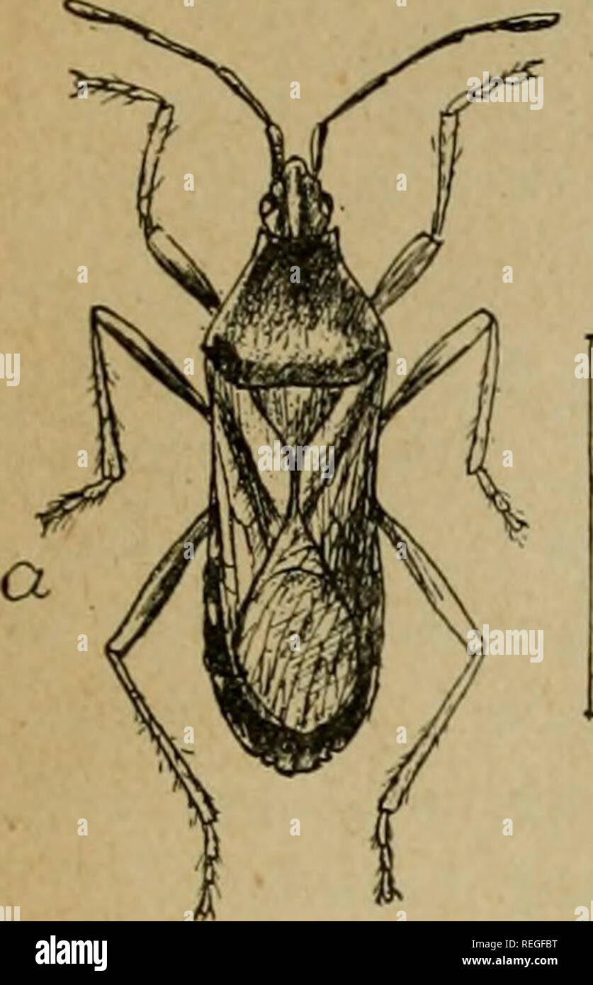 Common Injurious Insects Of Kansas Insect Pests Insects Insects