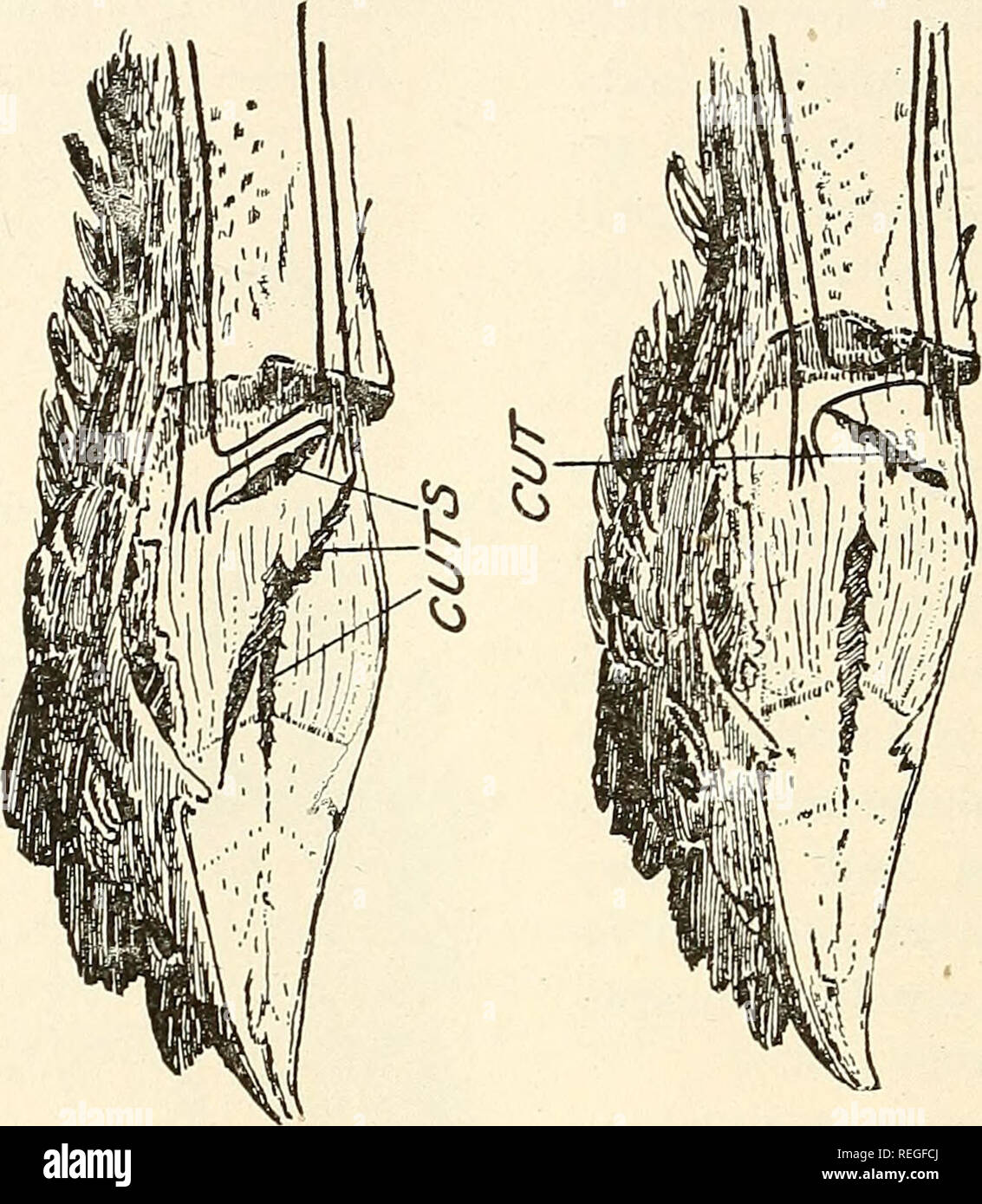 Commercial Poultry Raising A Thoroughly Practical And Complete Reference Work For The Amateur Fancier Or General Farmer Especially Adapted To The Commercial Poultryman Poultry 356 Commercial Poultry Raising Throat Is Severed